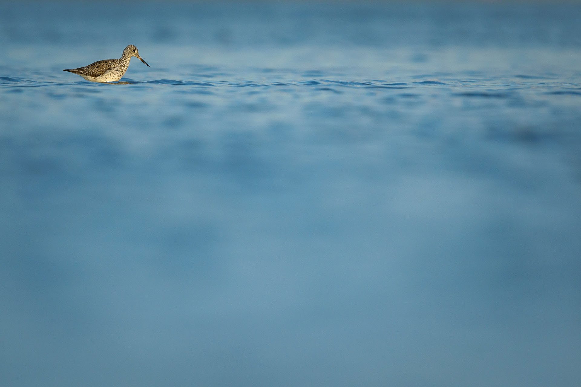 Common greenshank