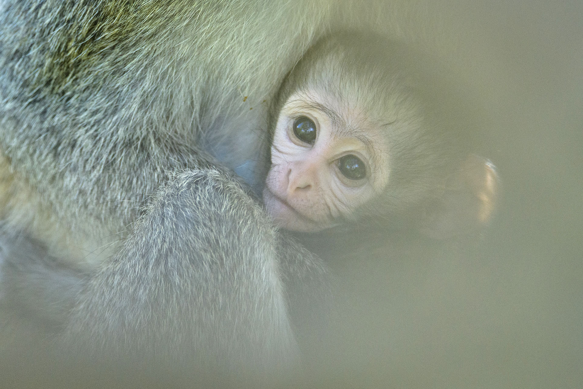 Vervet monkey, Masai Mara | Kenya
