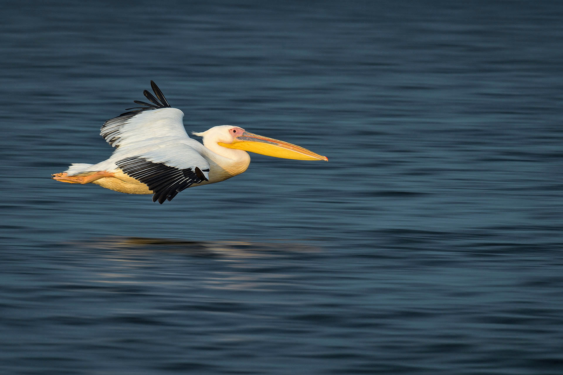 Great white pelican | Danube Delta