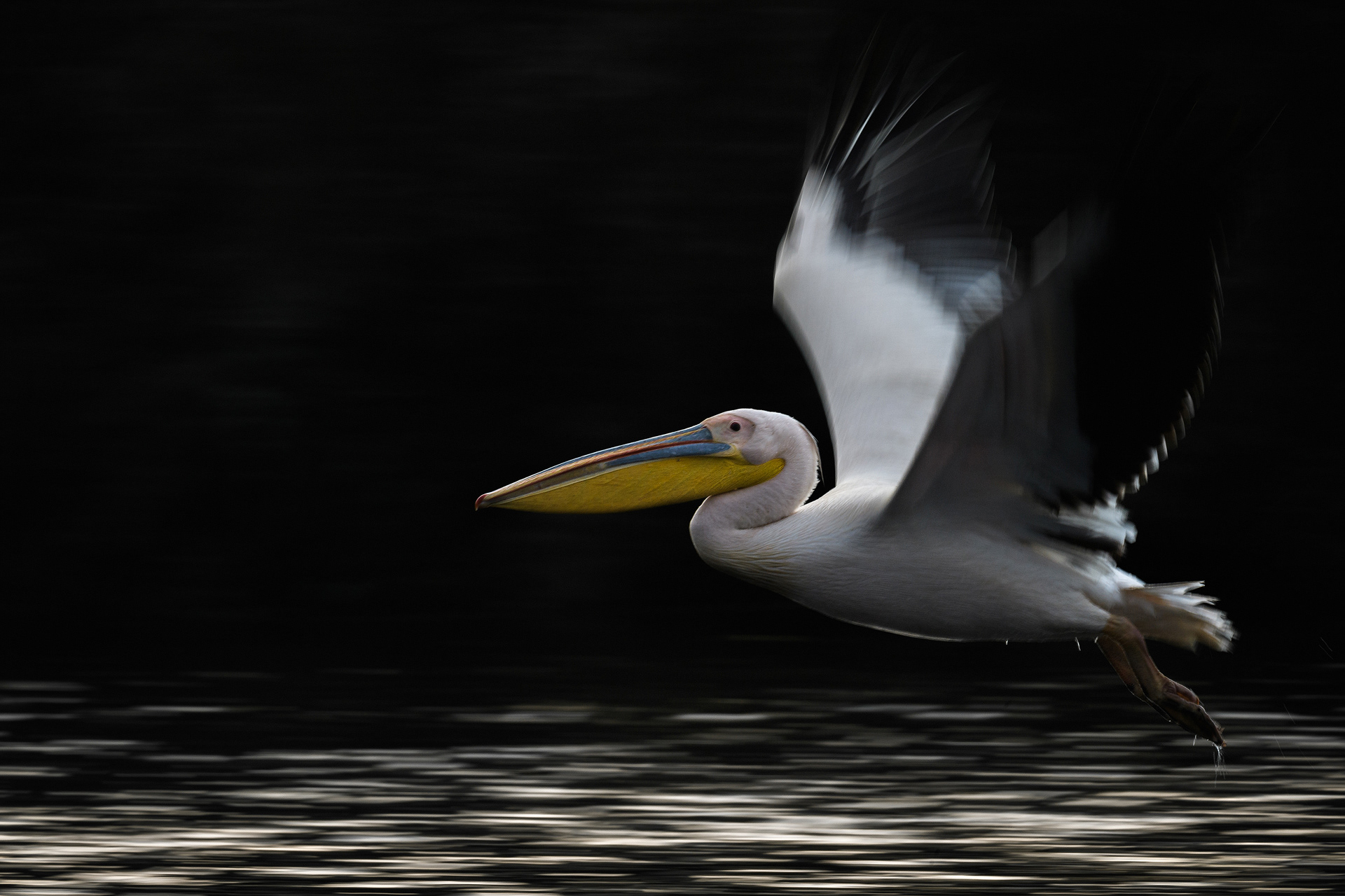 Great white pelican
