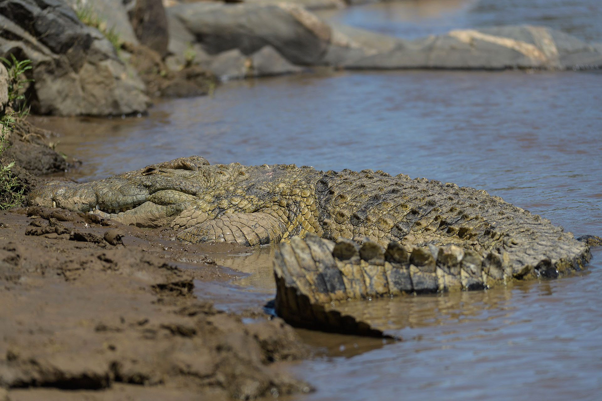 Crocodile, Masai Mara | Kenya