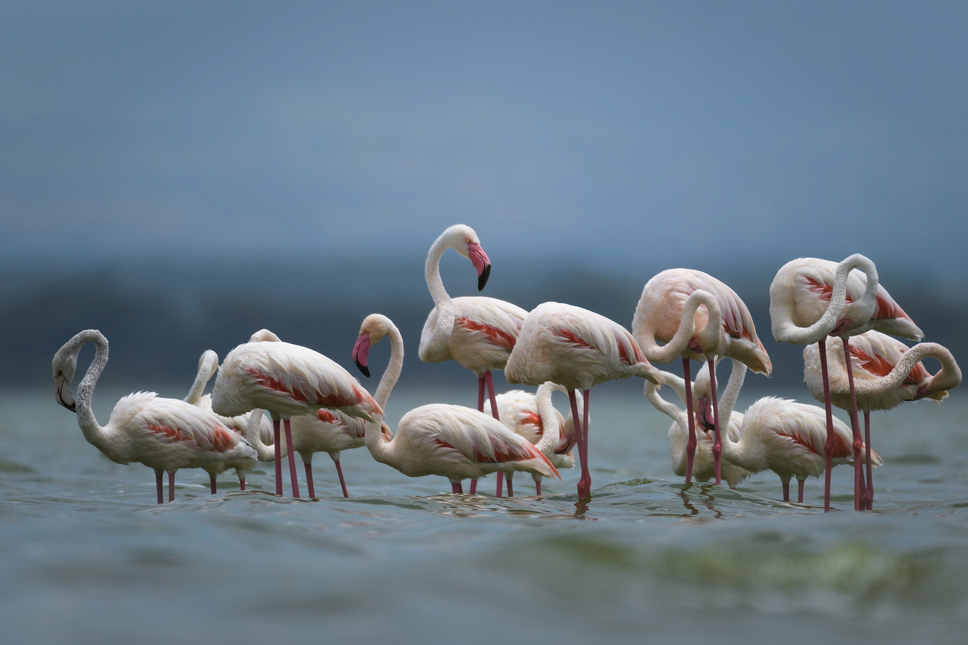 Flamingo, Lake Naivasha | Kenya