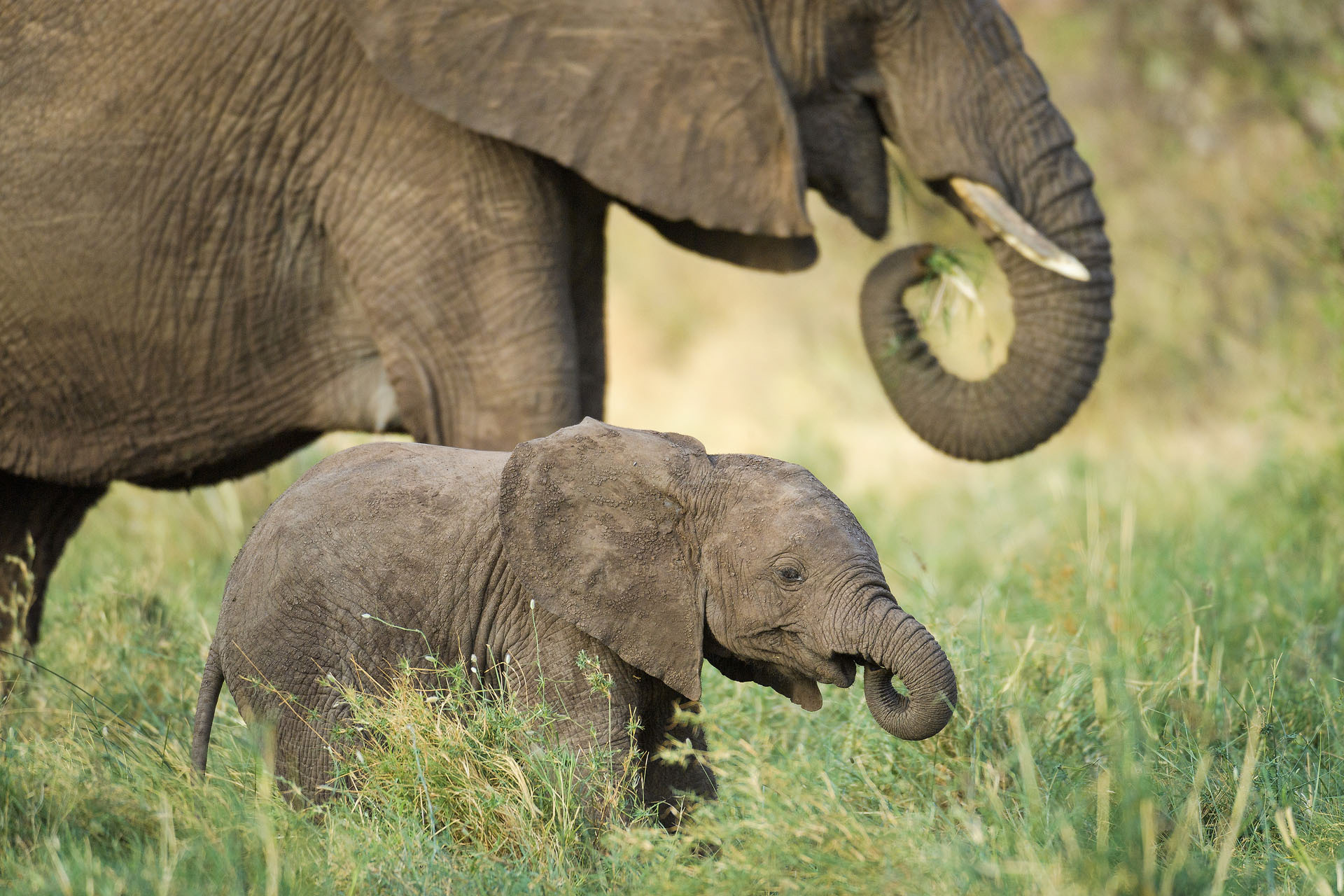 Elephants, Masai Mara | Kenya