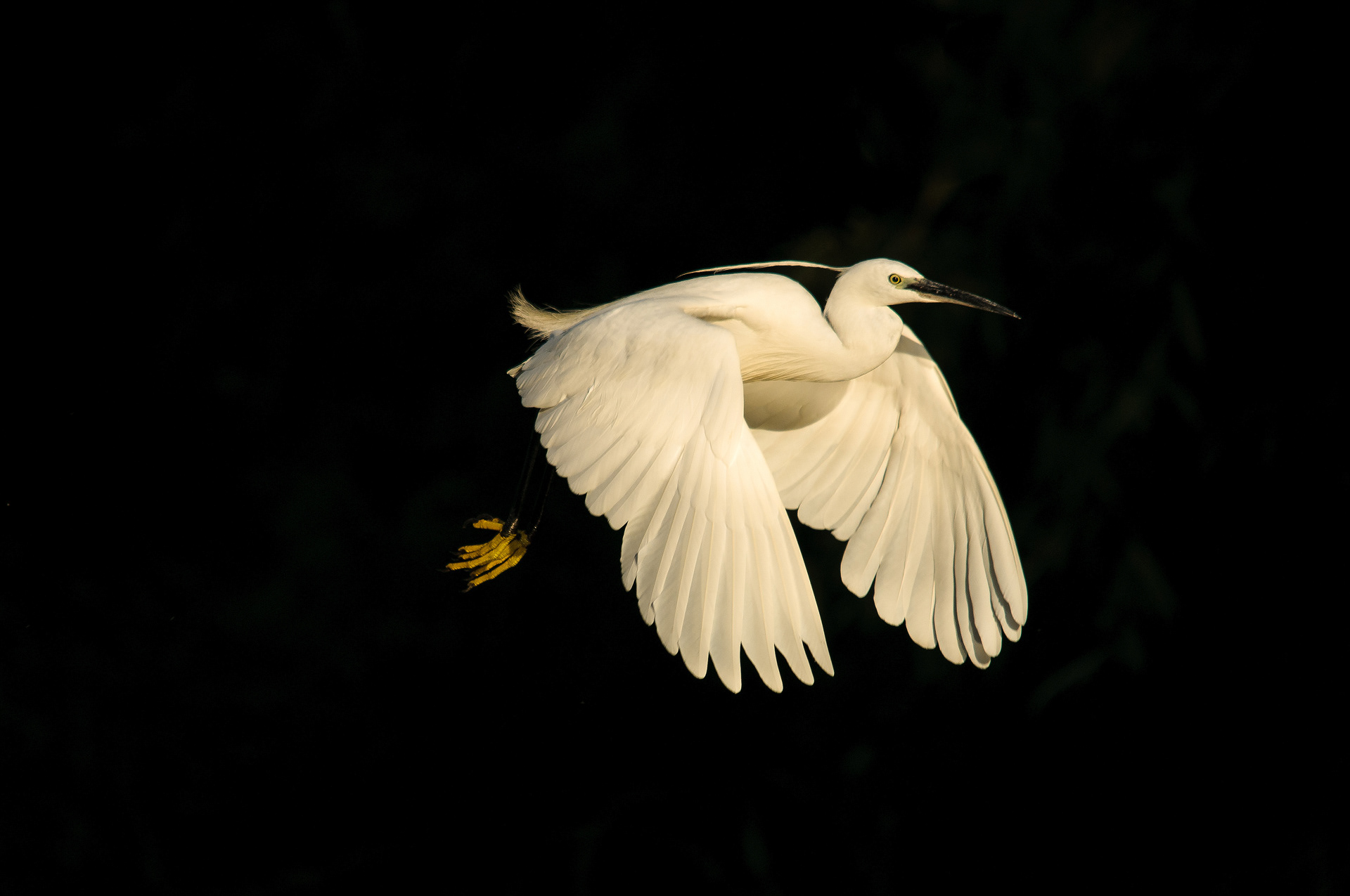Little egret