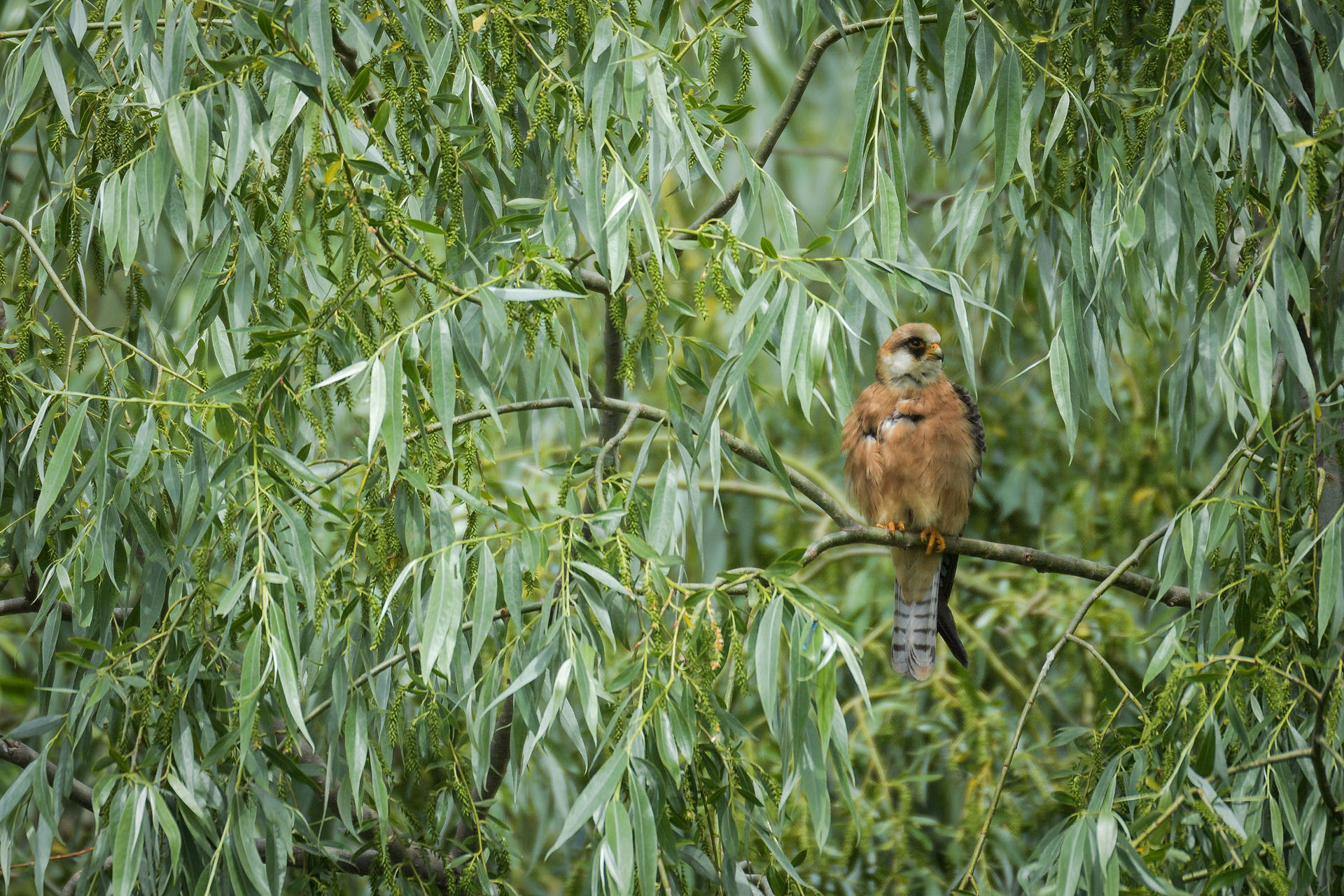 Red-footed falcon