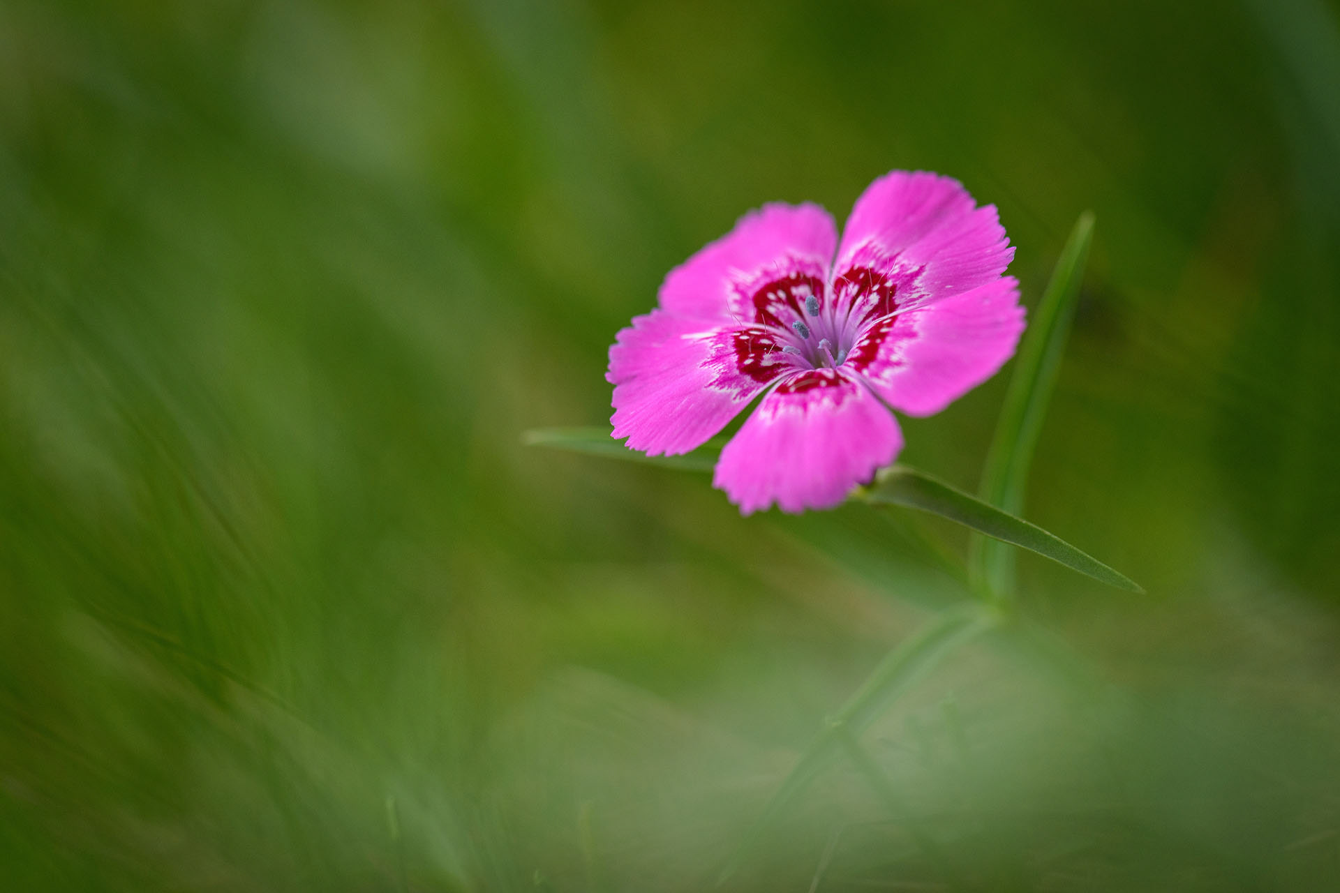 Pietra Craiului carnation