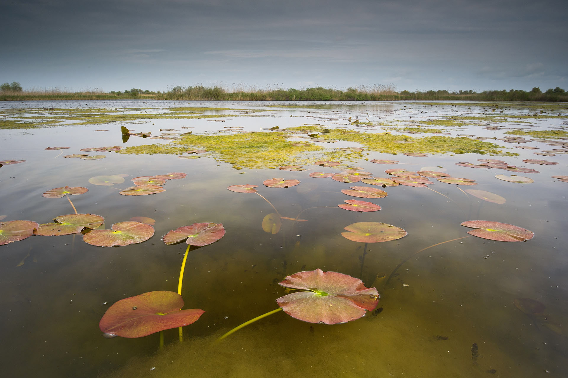 Danube Delta