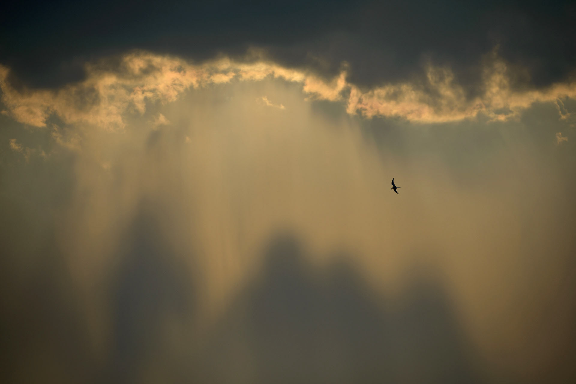 Danube Delta