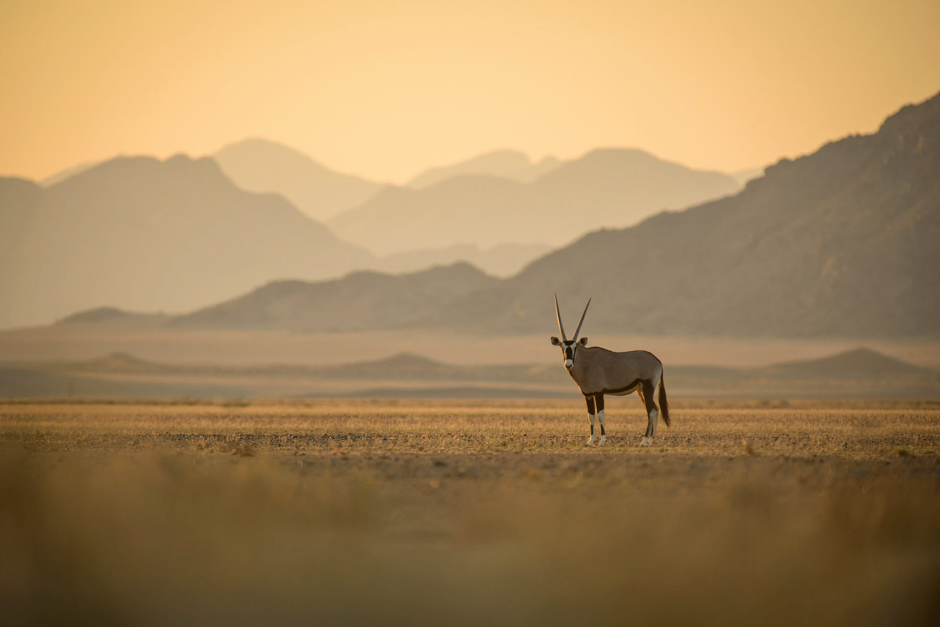 Oryx, Namib Desert | Namibia