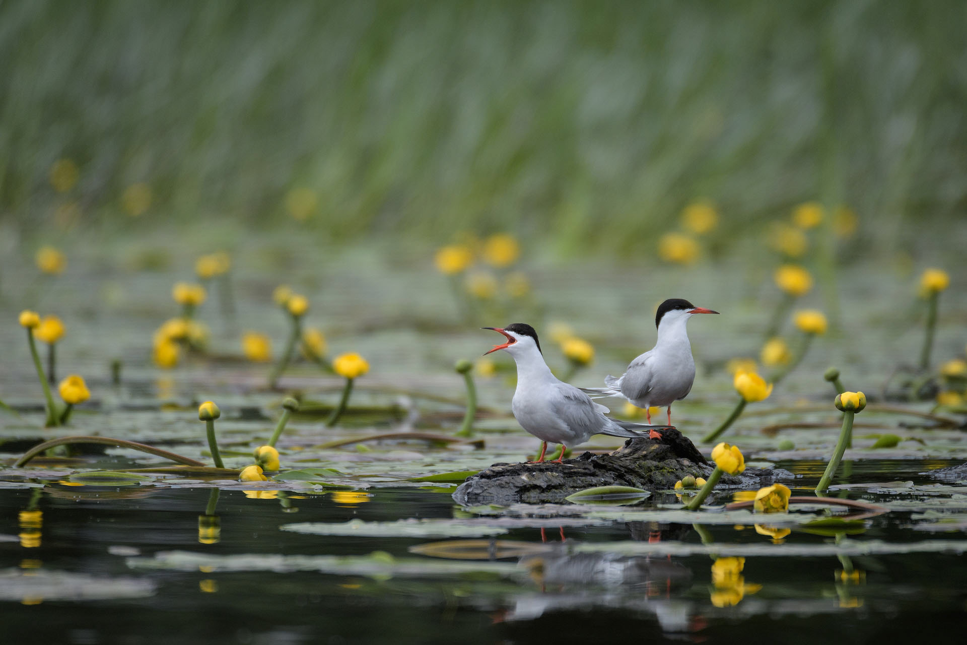 Common tern