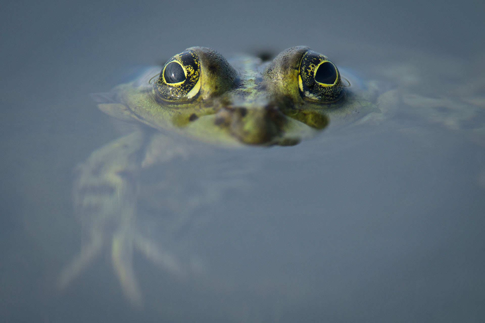Marsh frog