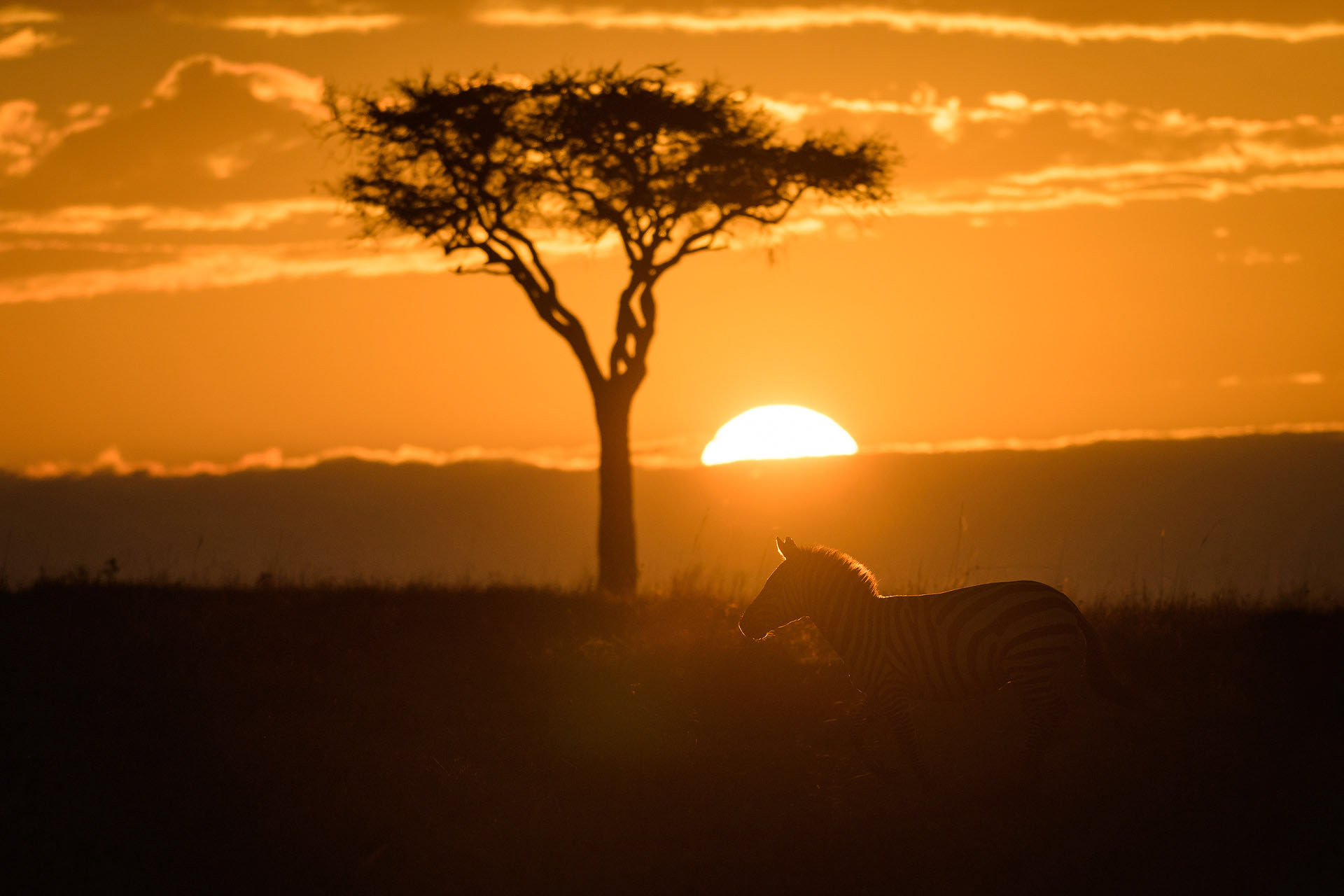 Zebra, Masai Mara | Kenya