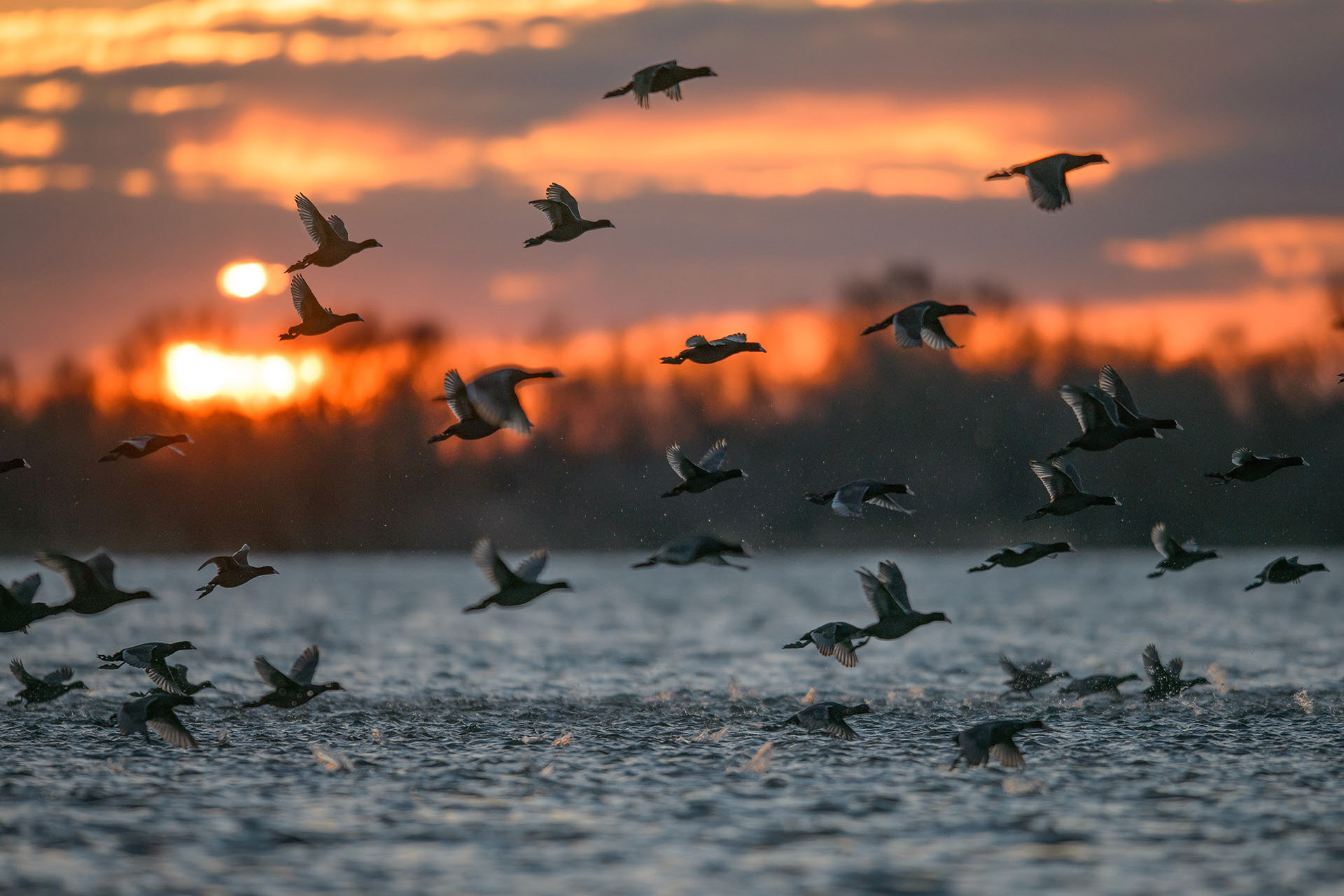 Coots