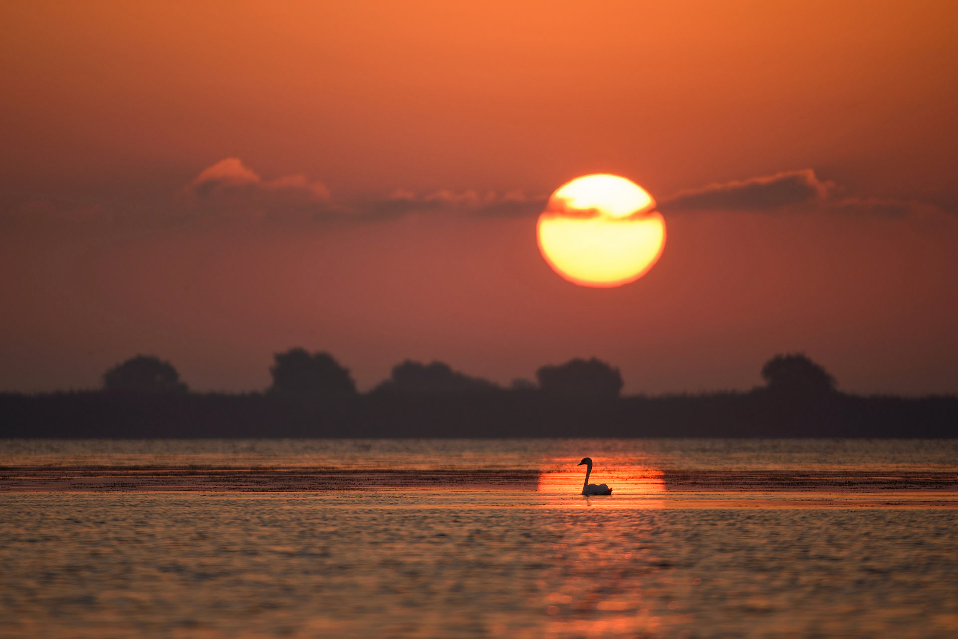 Mute swan