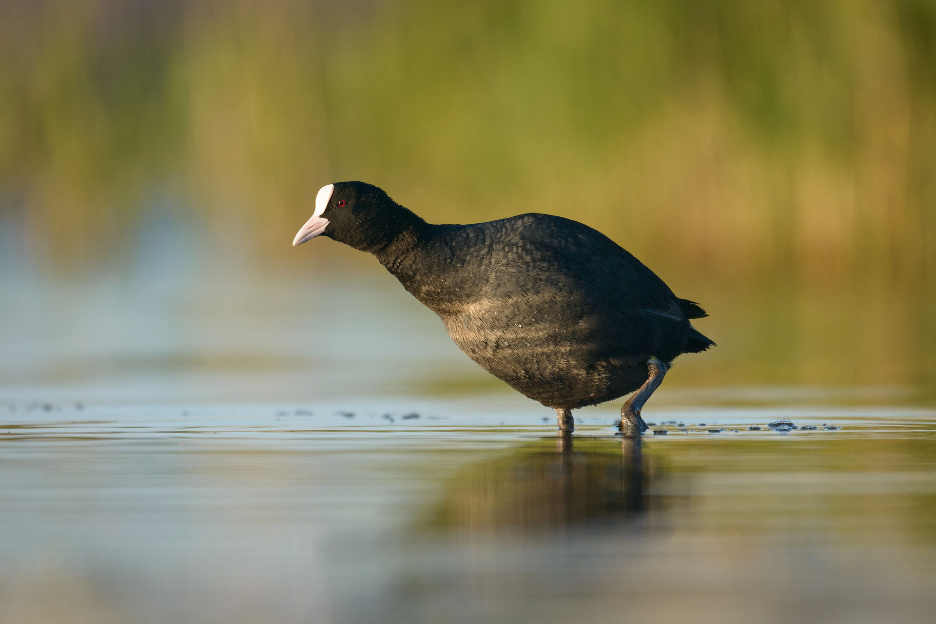 Coot