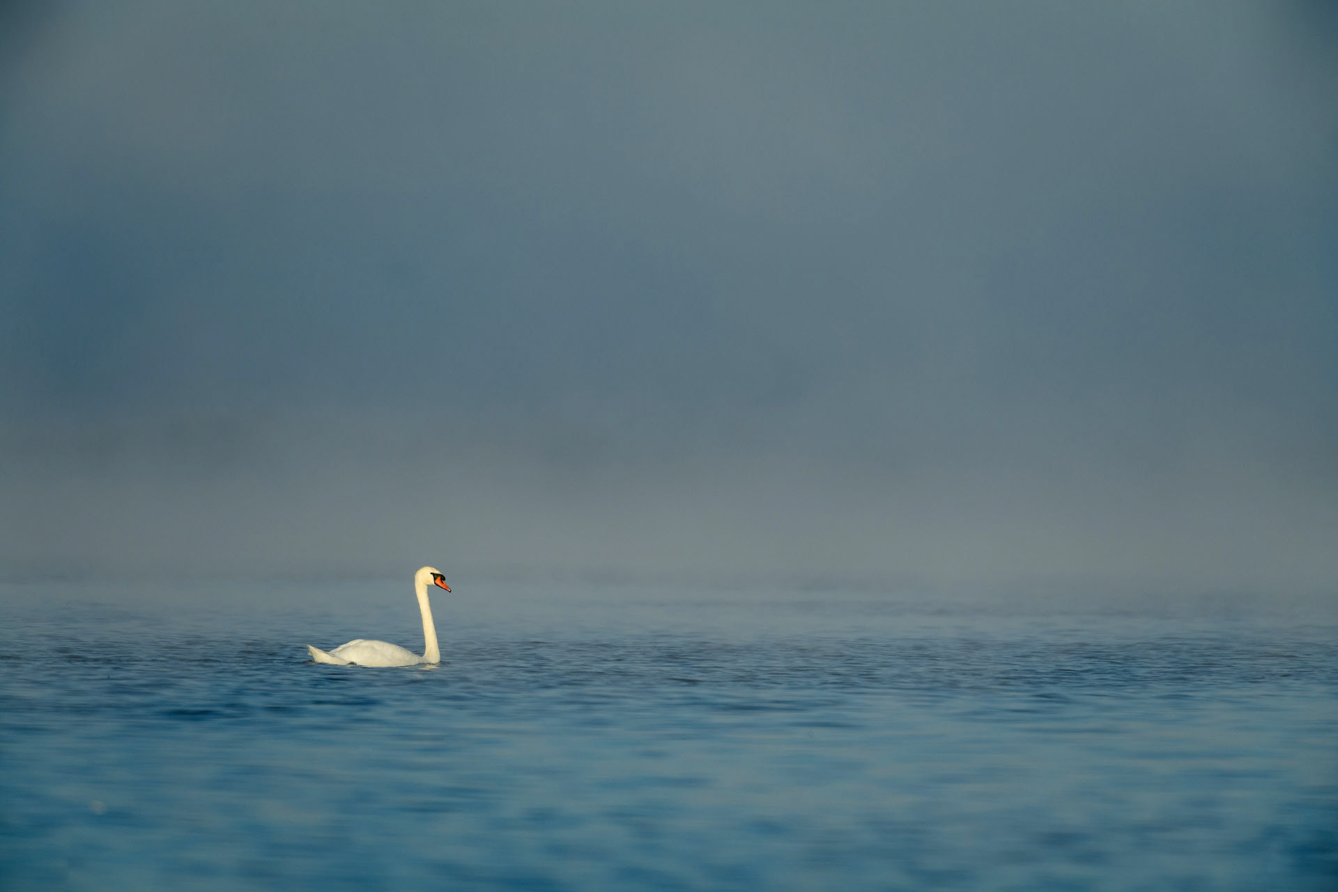 Mute swan