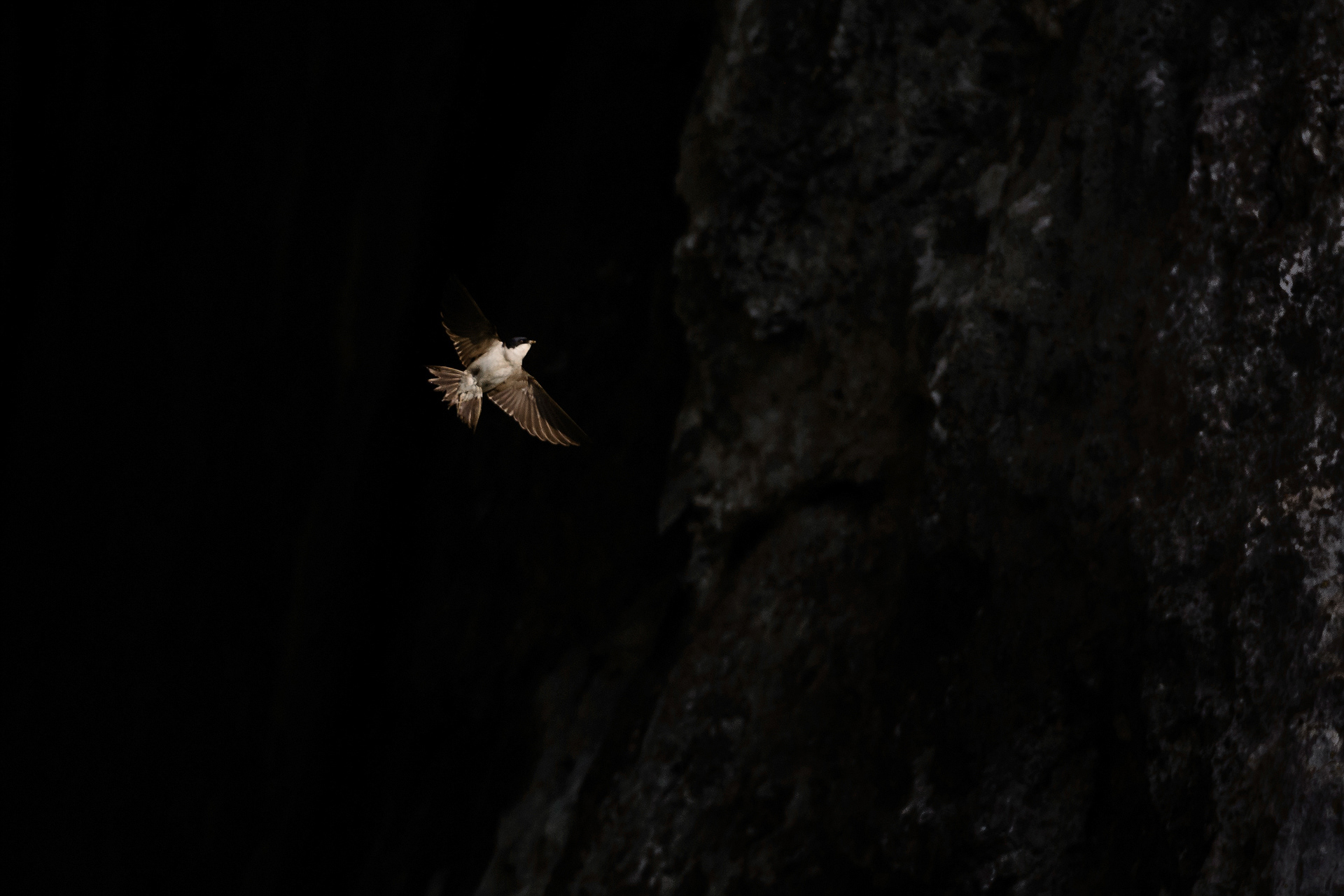 House martin