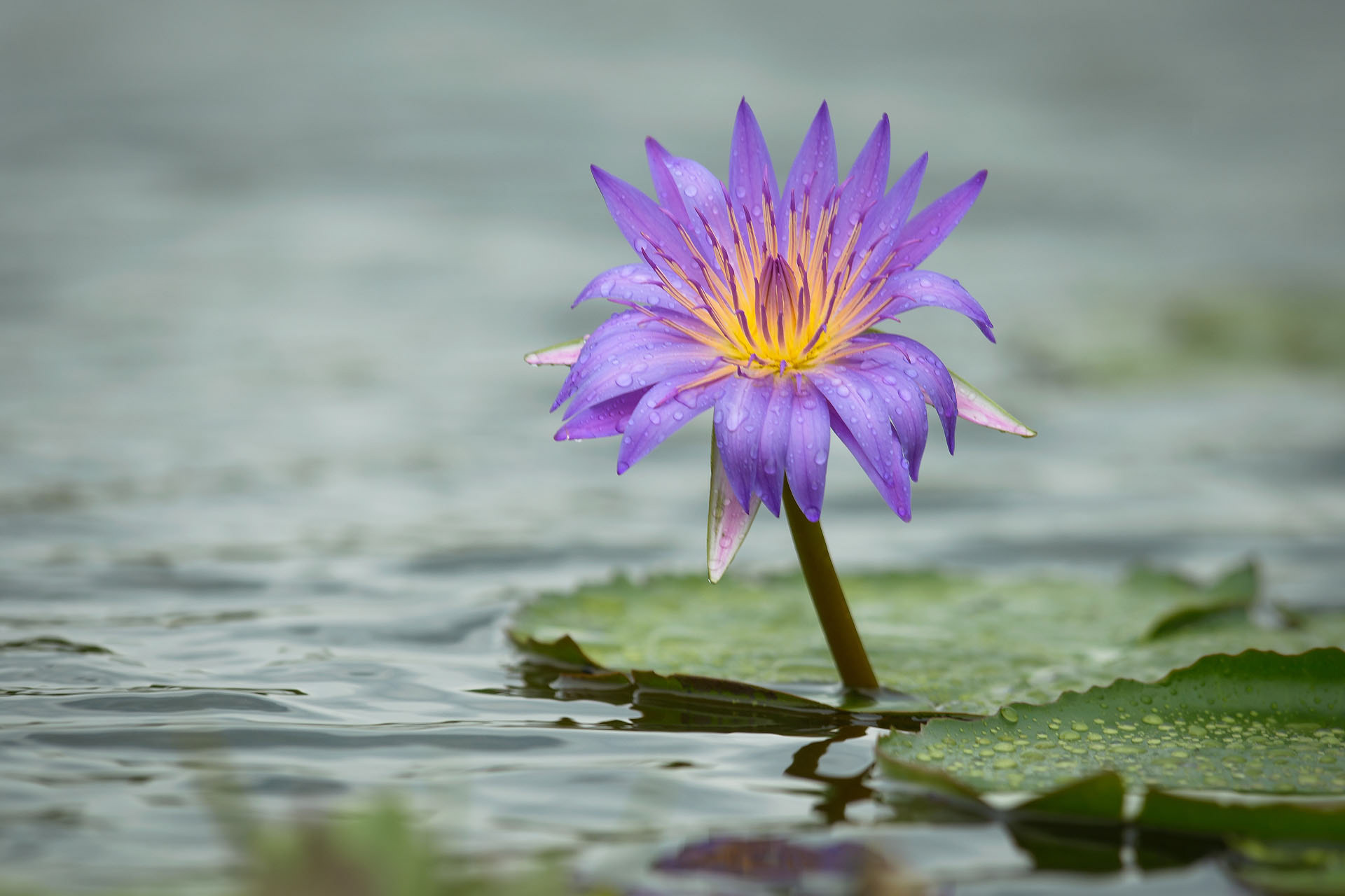 Waterlily, Lake Victoria | Uganda