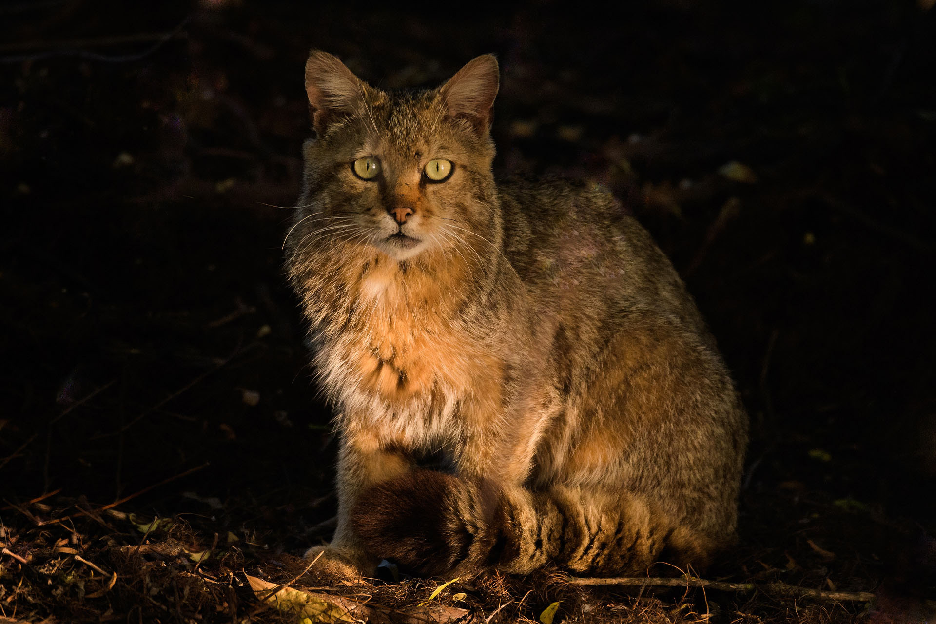 Wild cat