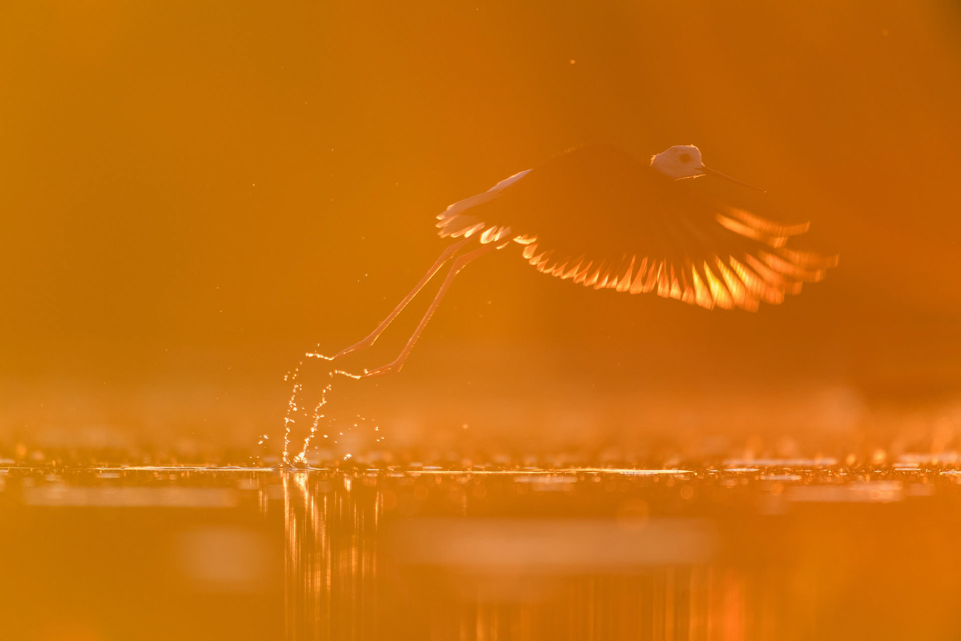 Black-winged stilt