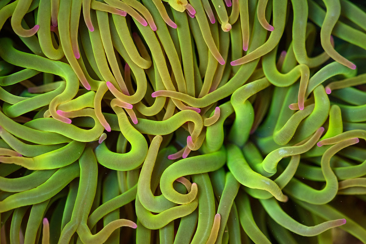 Anemonă | Spania