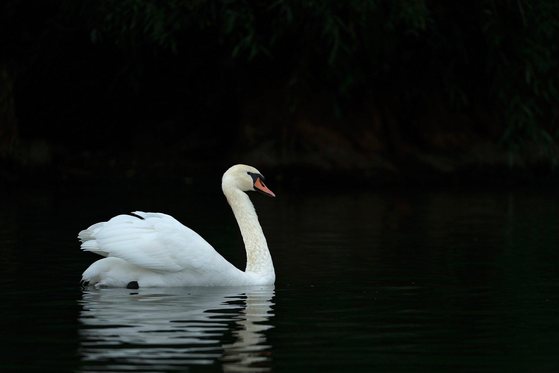 Mute swan