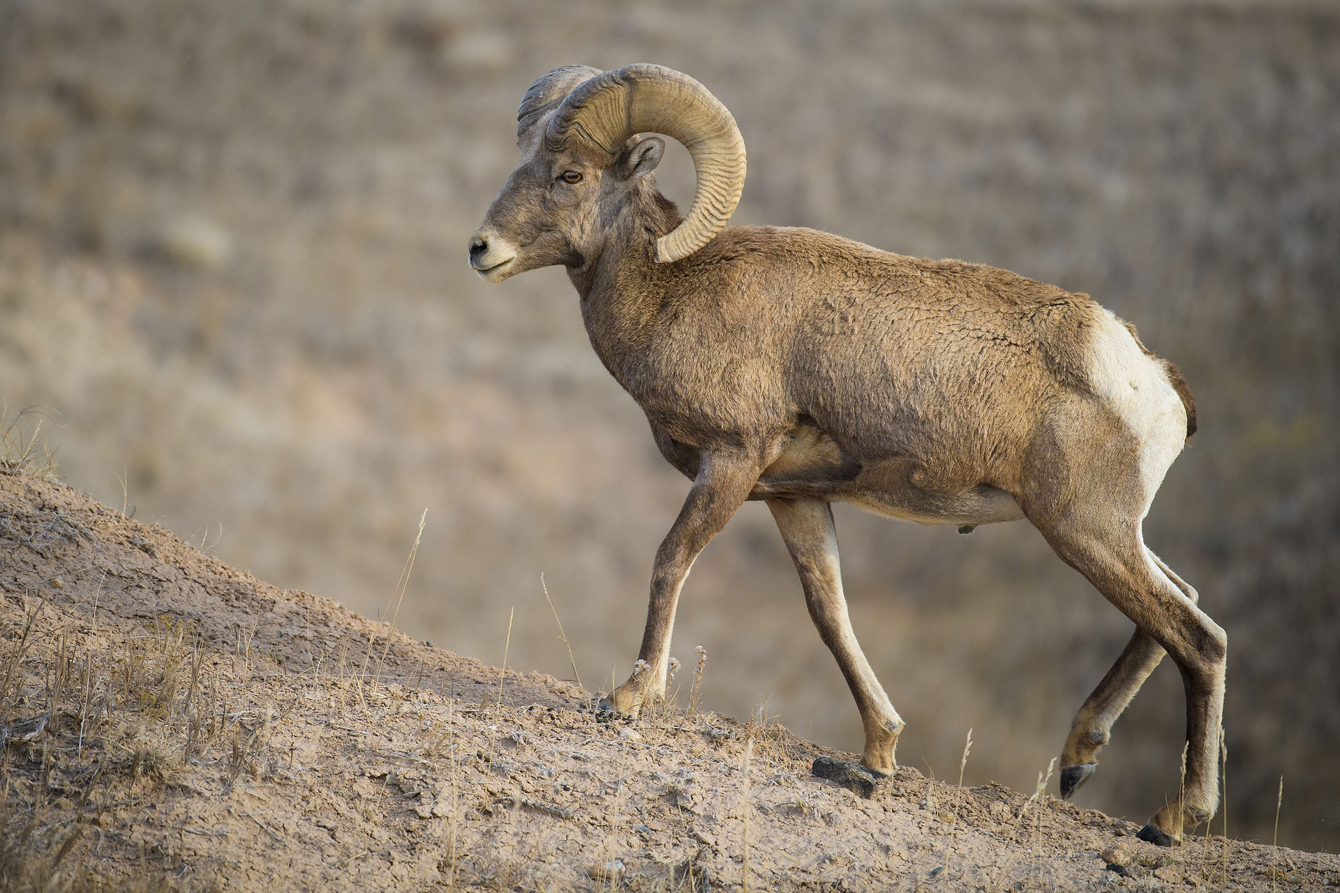 Big horn | Badlands