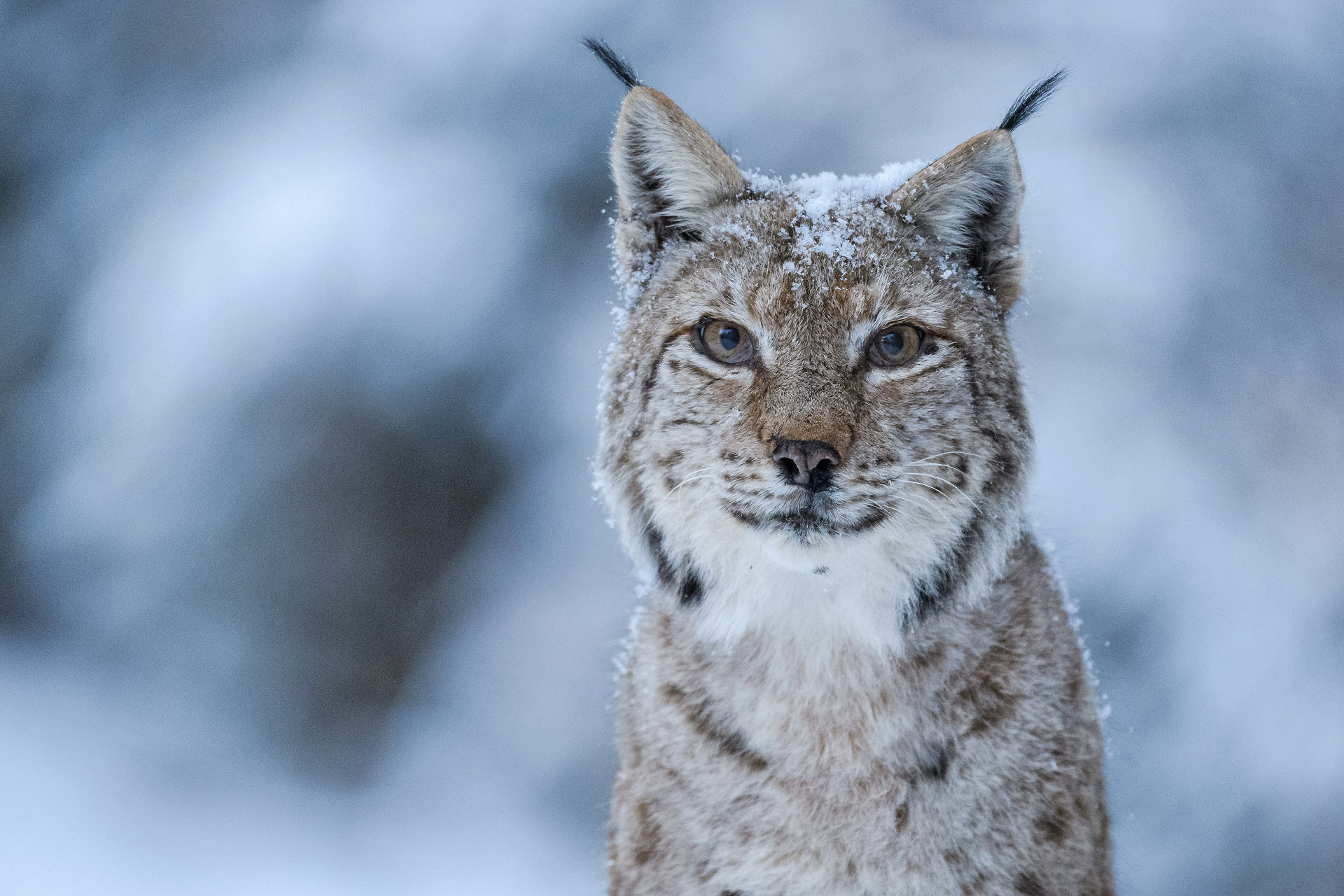 Lynx | Piatra Craiului National Park