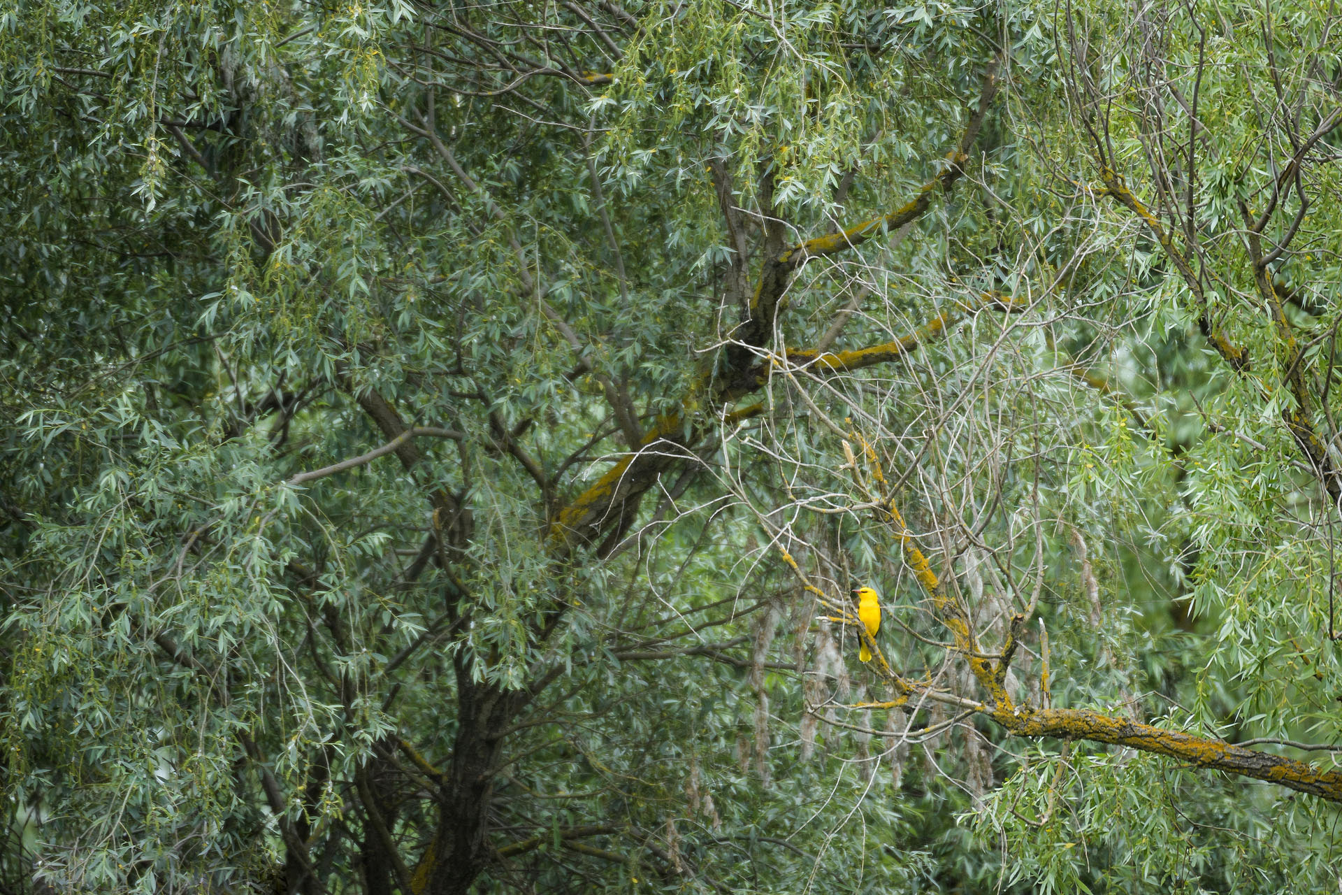 Golden oriole