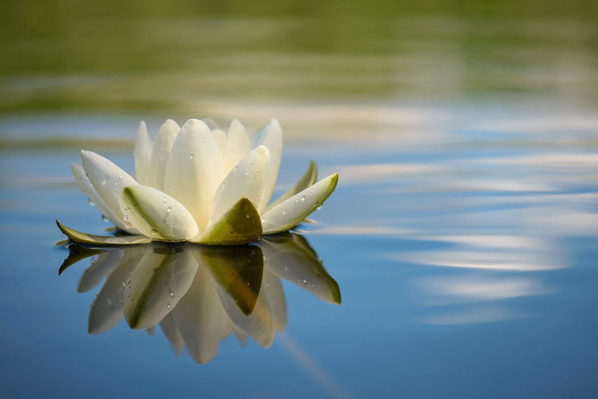 White waterlily | Danube Delta