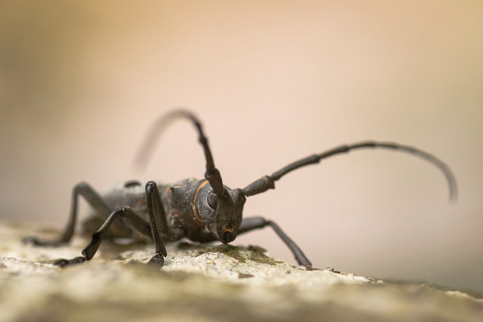Longhorn beetle | Cheile Nerei - Beușnița National Park
