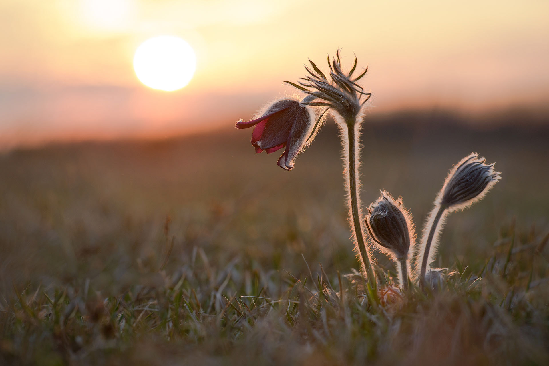 Pasqueflower