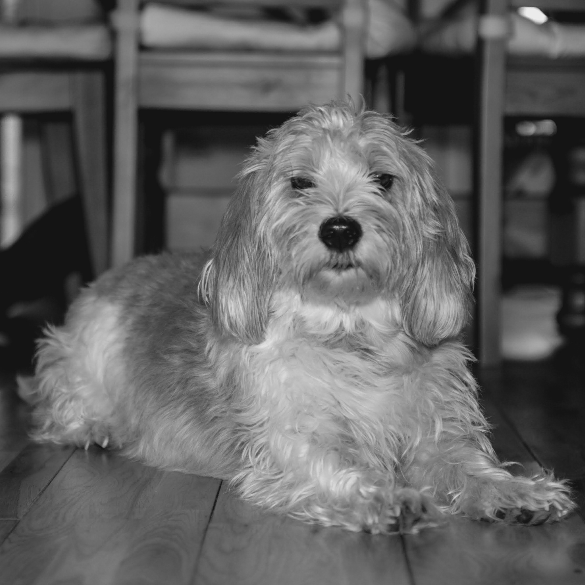Bella the Dog
