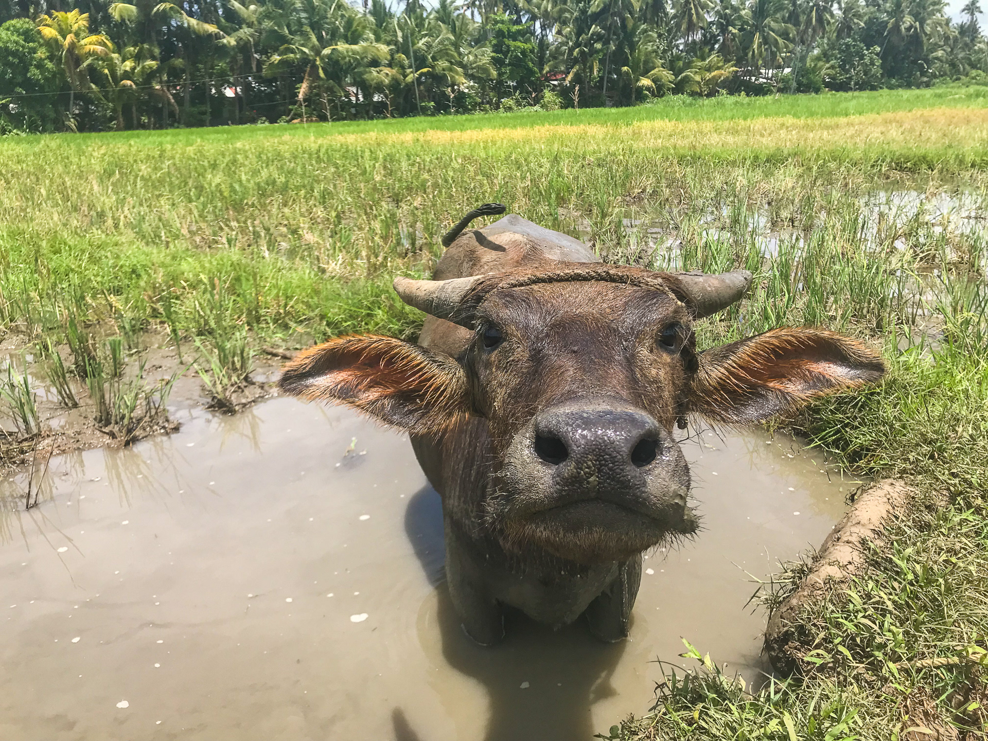 Cooling off in a puddle.