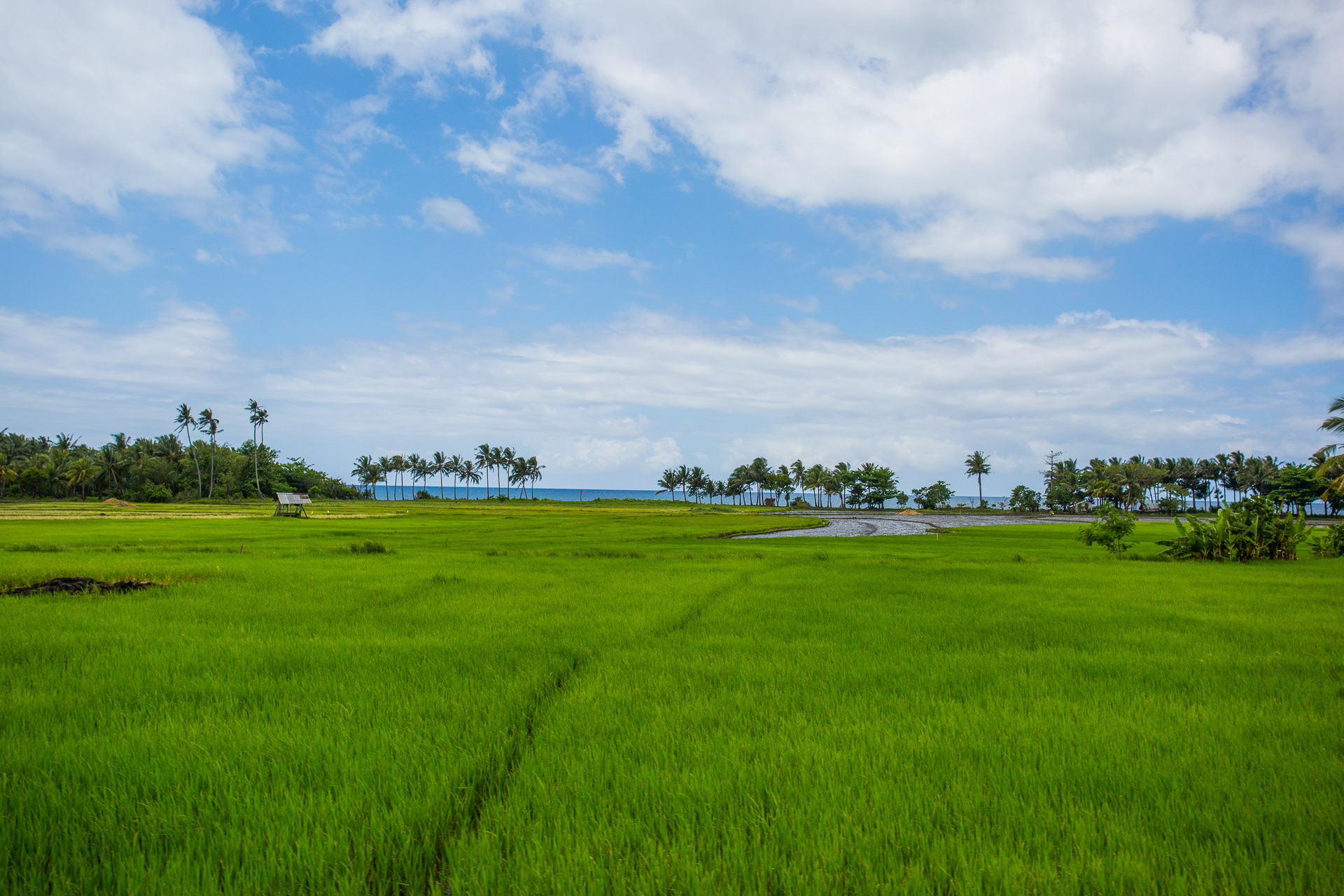 The Philippines is beautiful. Rice fields on the coast.