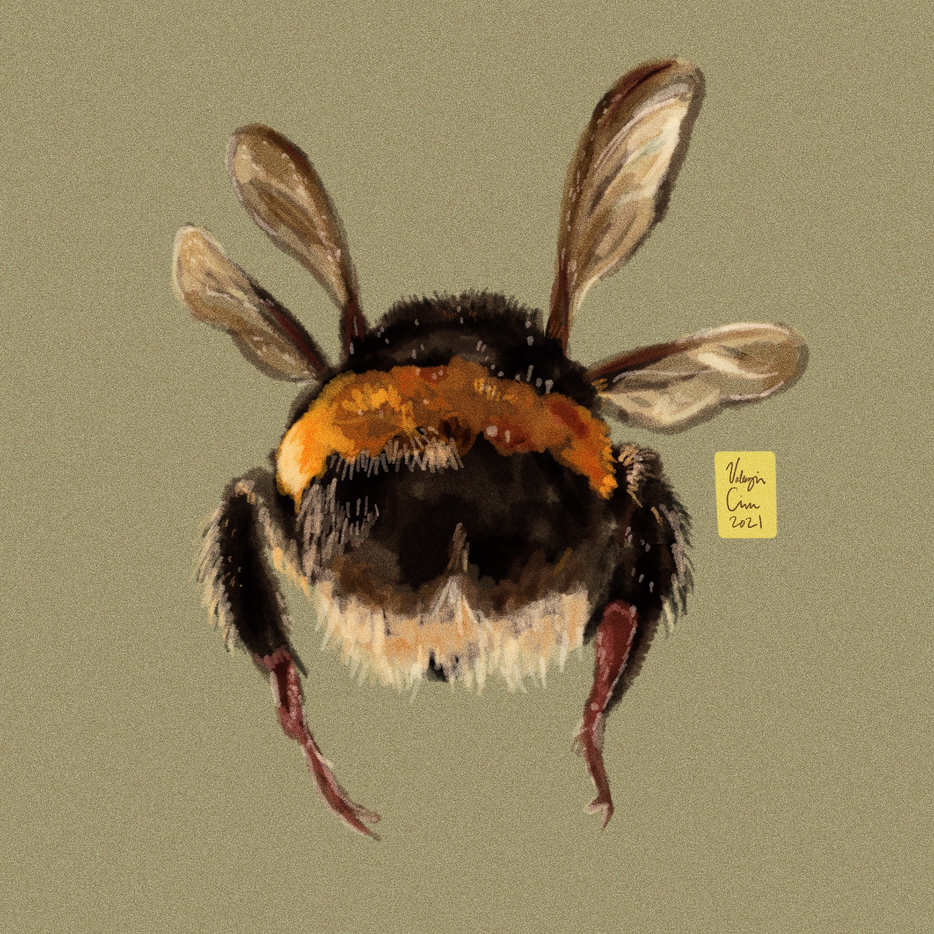 Buzz - Procreate