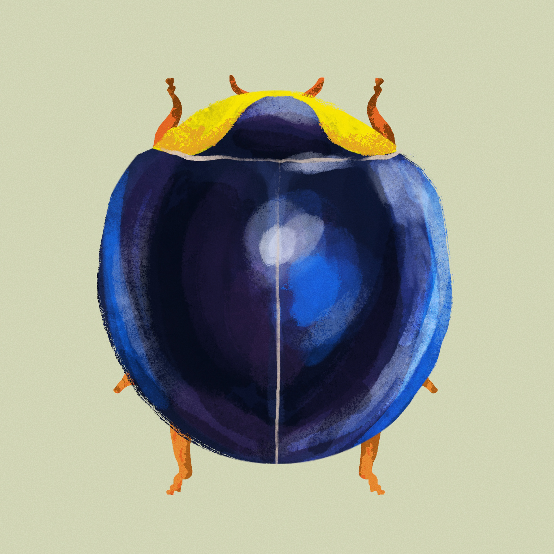 Bug 1 - Procreate