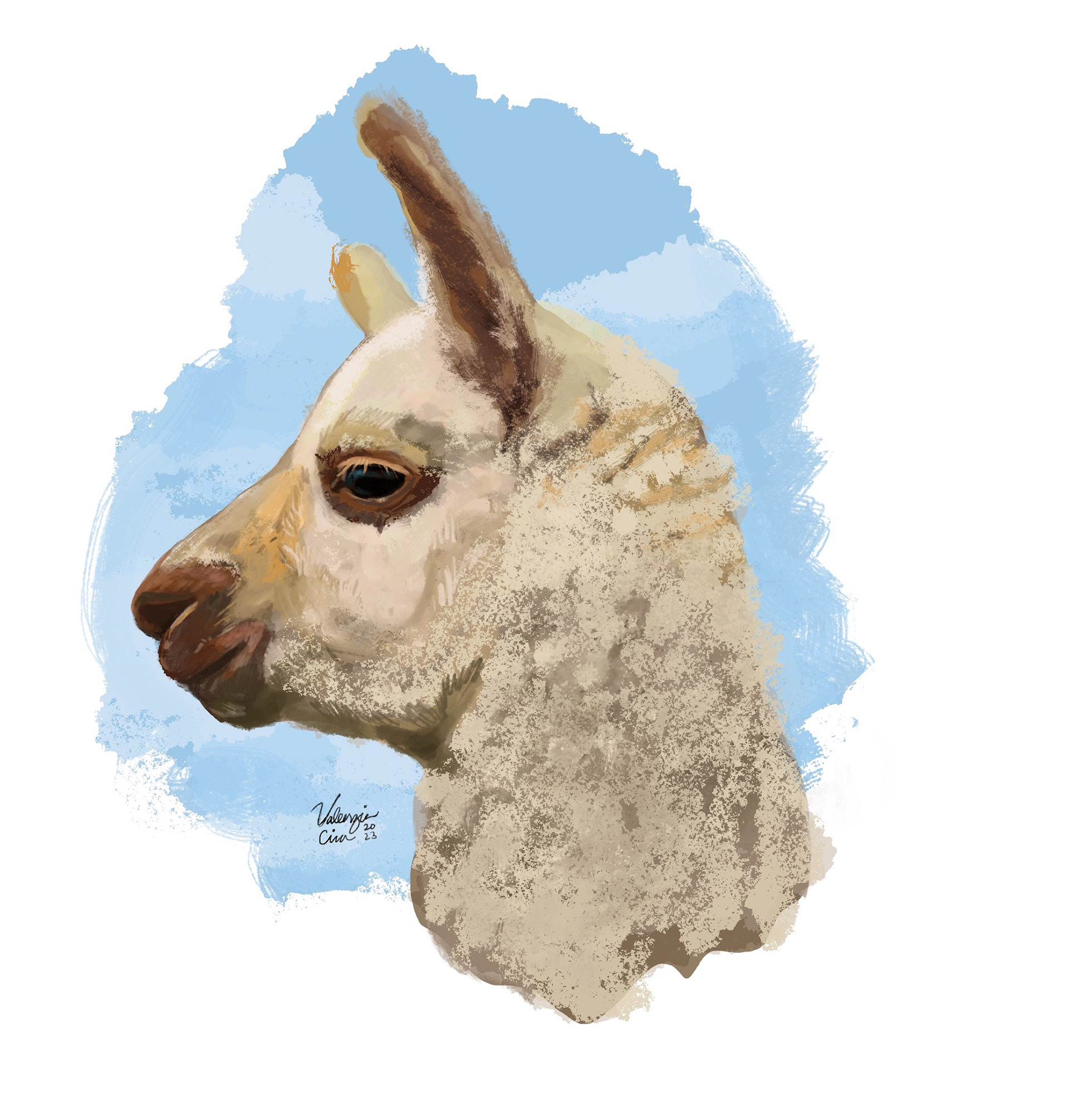 Llama - Procreate