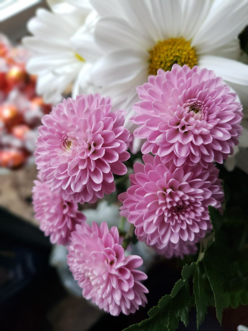 Chrysanthemum