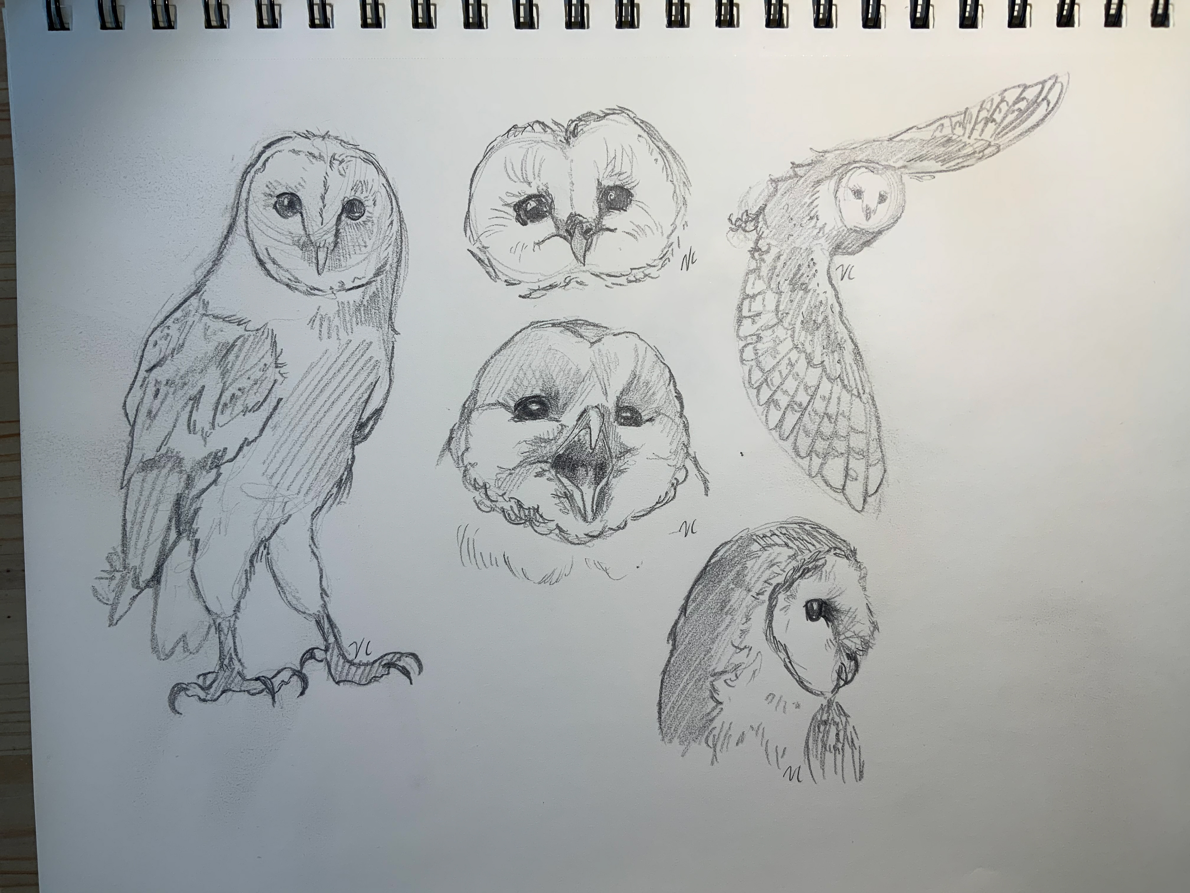 Camille as an owl sketches - pencil on paper