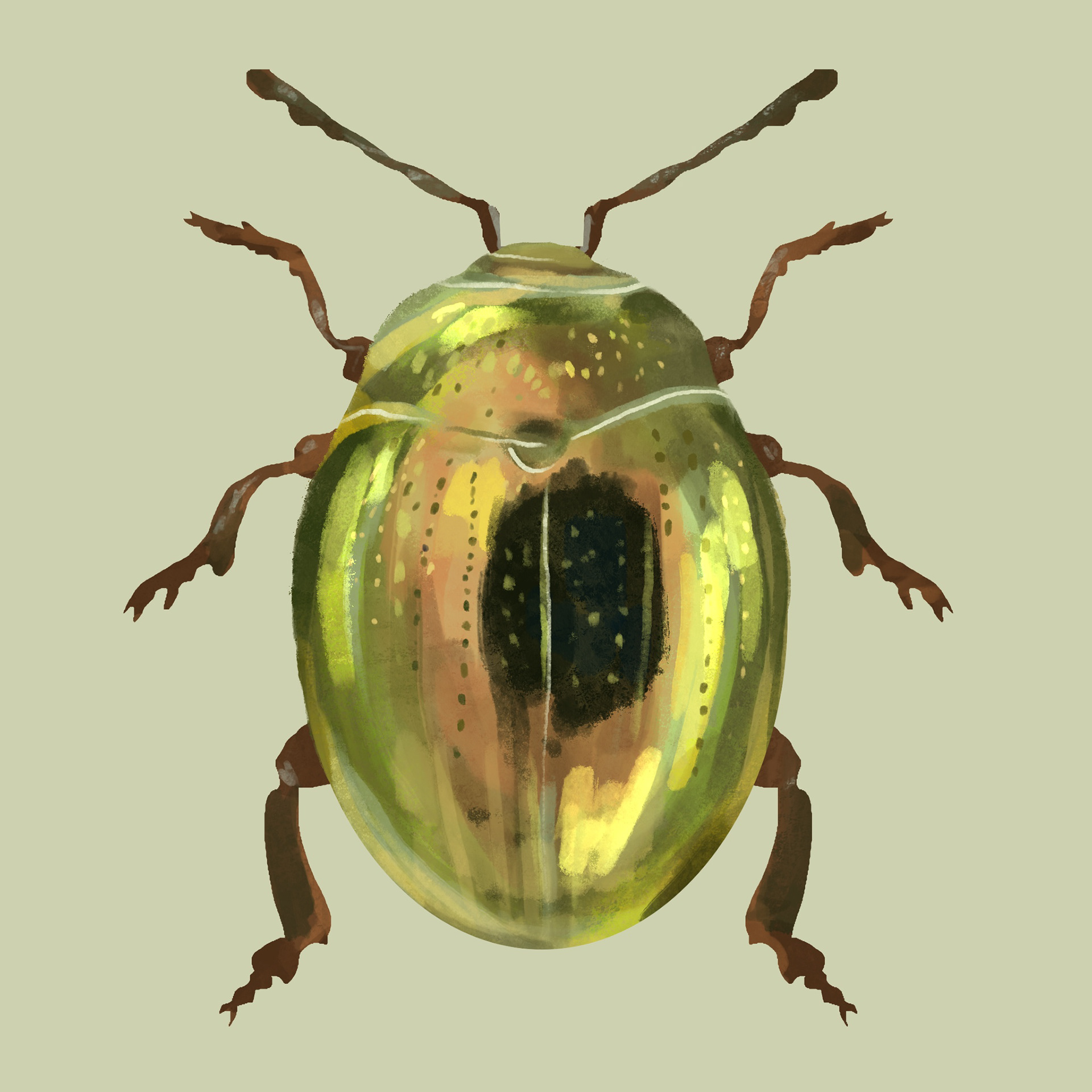 Bug 3 - Procreate
