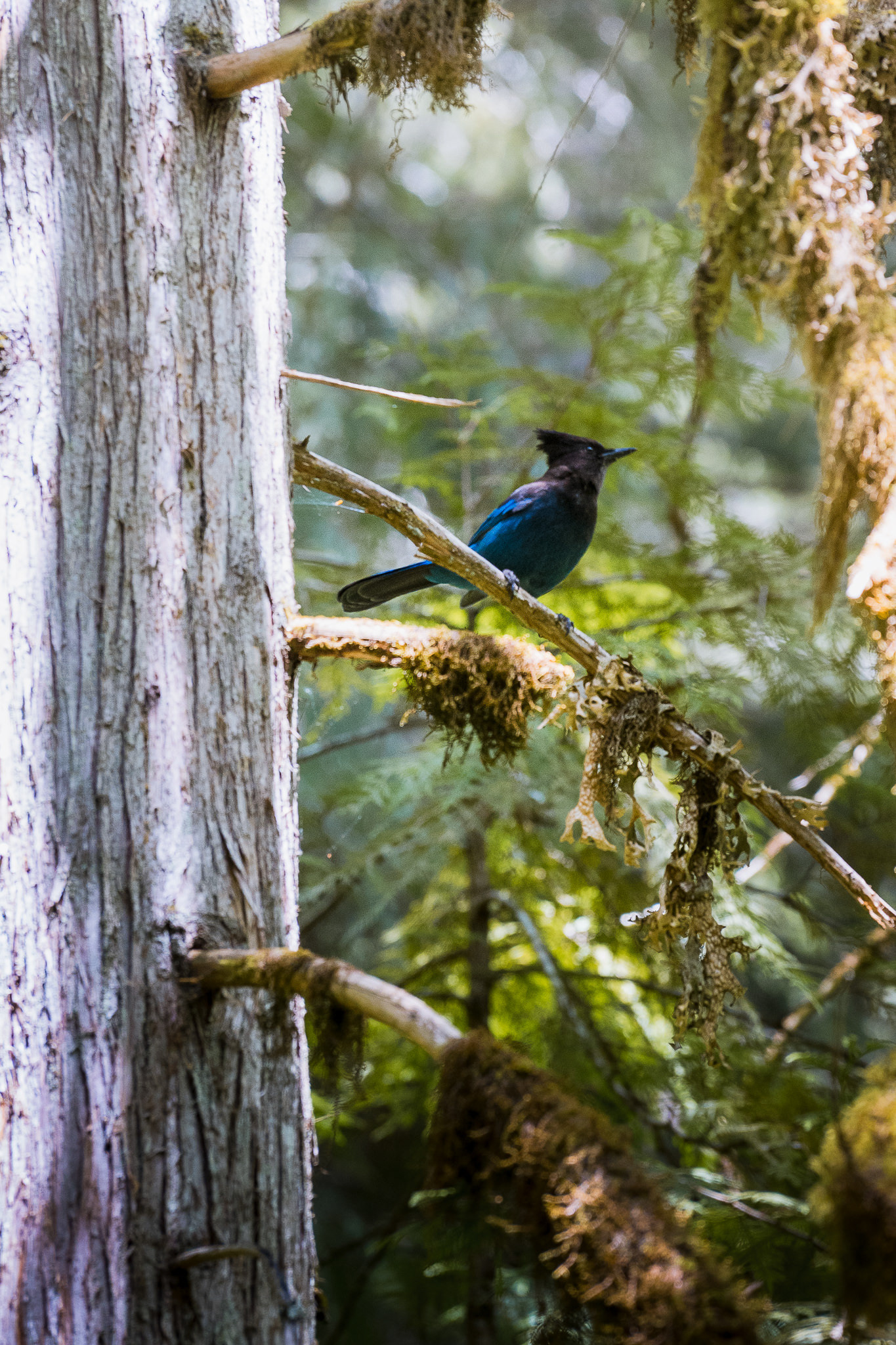 Umpqua National Forest (OR)