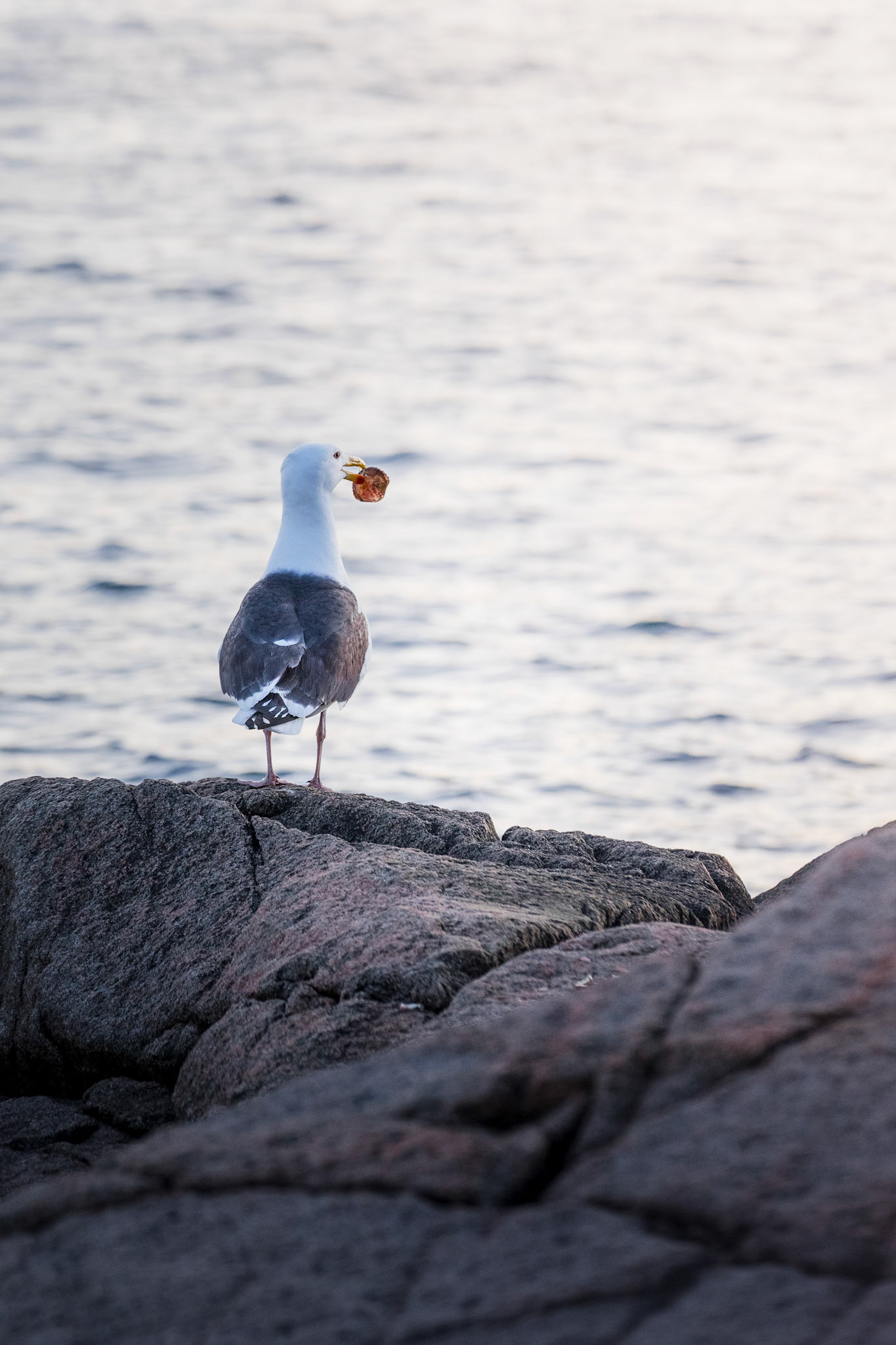 Acadia National Park (ME)