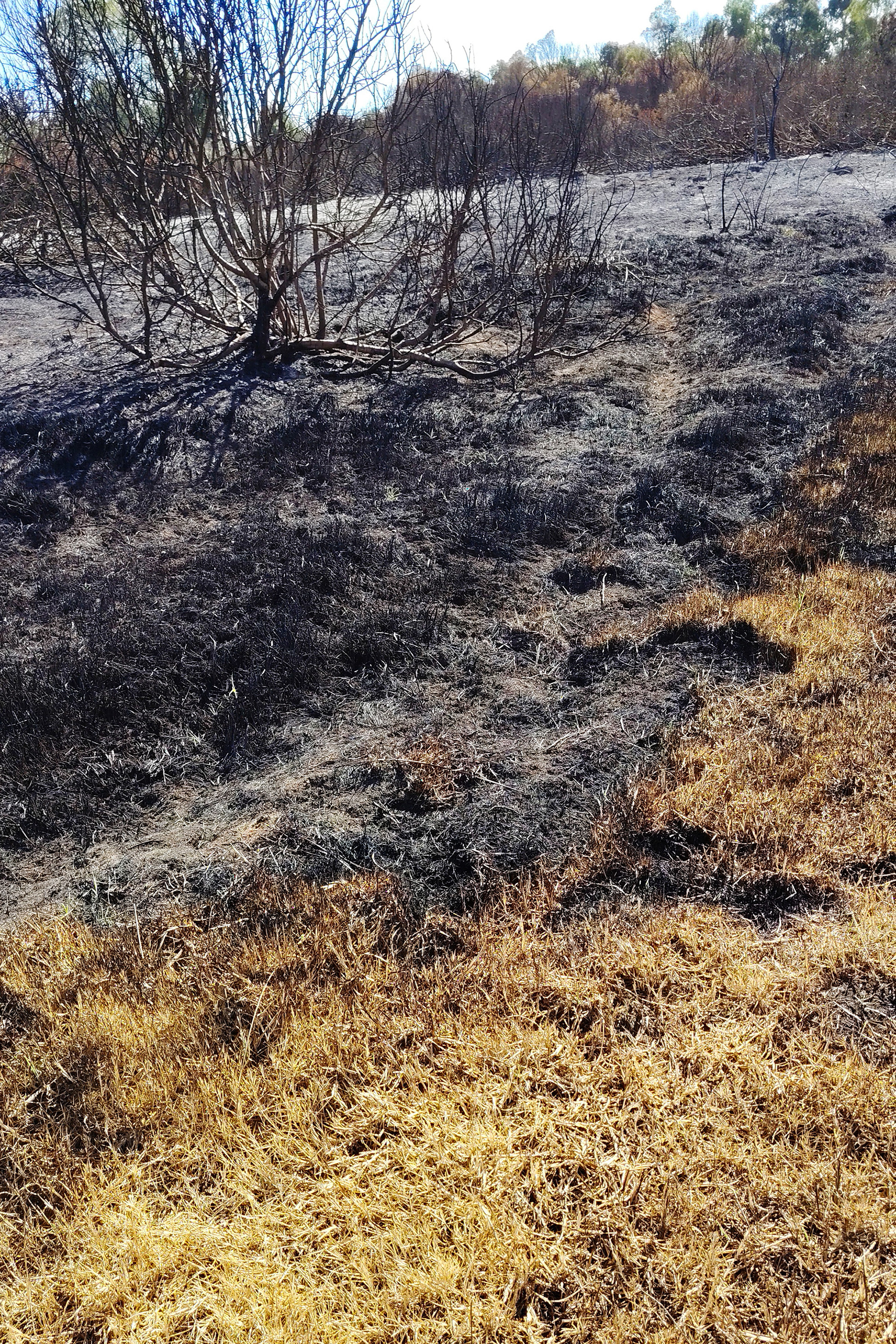 Charred shrubs and blackened ground bordered by dry golden grass at the site of Scoobafish’s Urban Pixel installation IT TAKES SO LITTLE., San Teodoro, Sardinia.