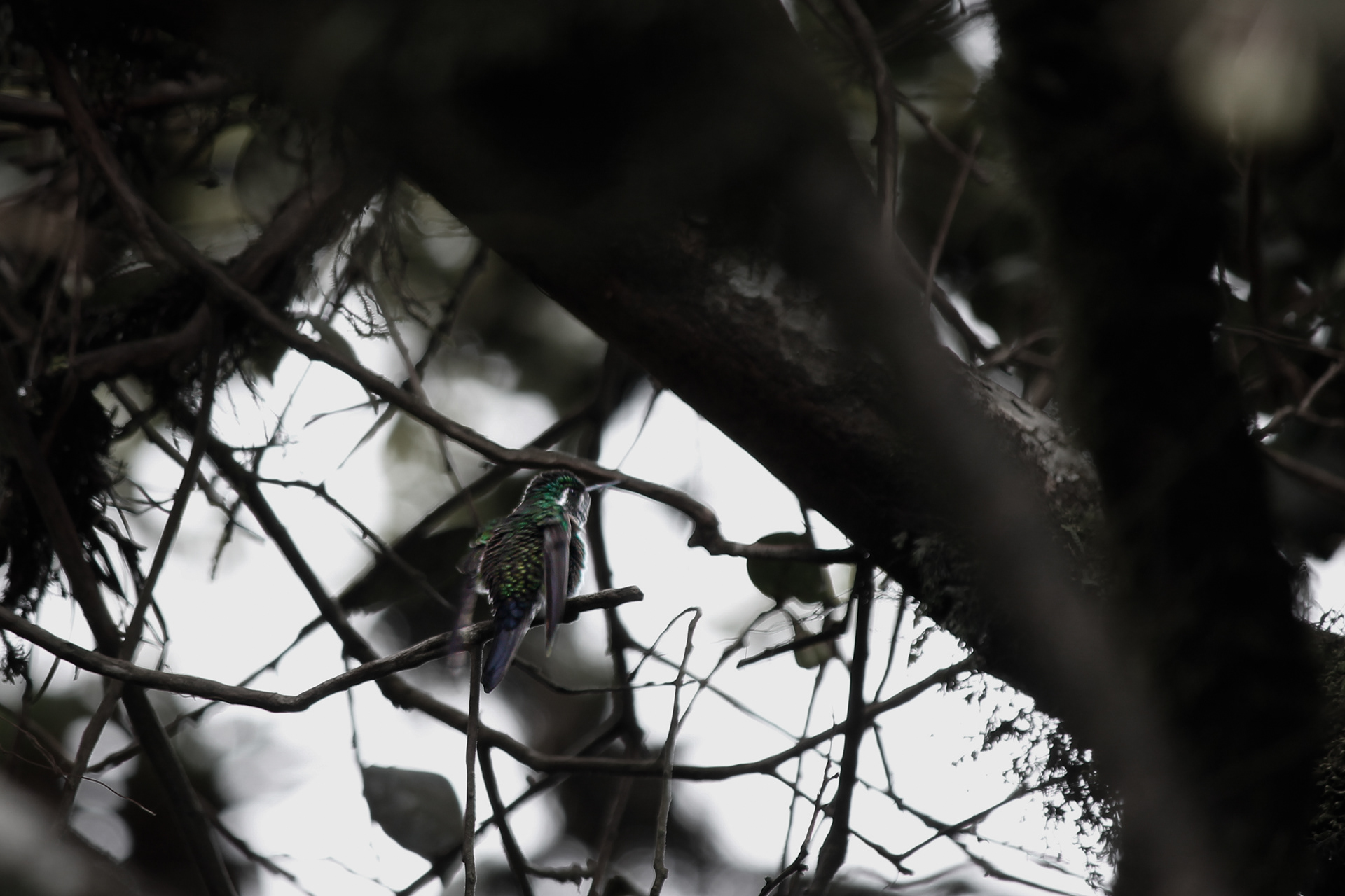 WHITE-THROATED MOUNTAIN-GEM