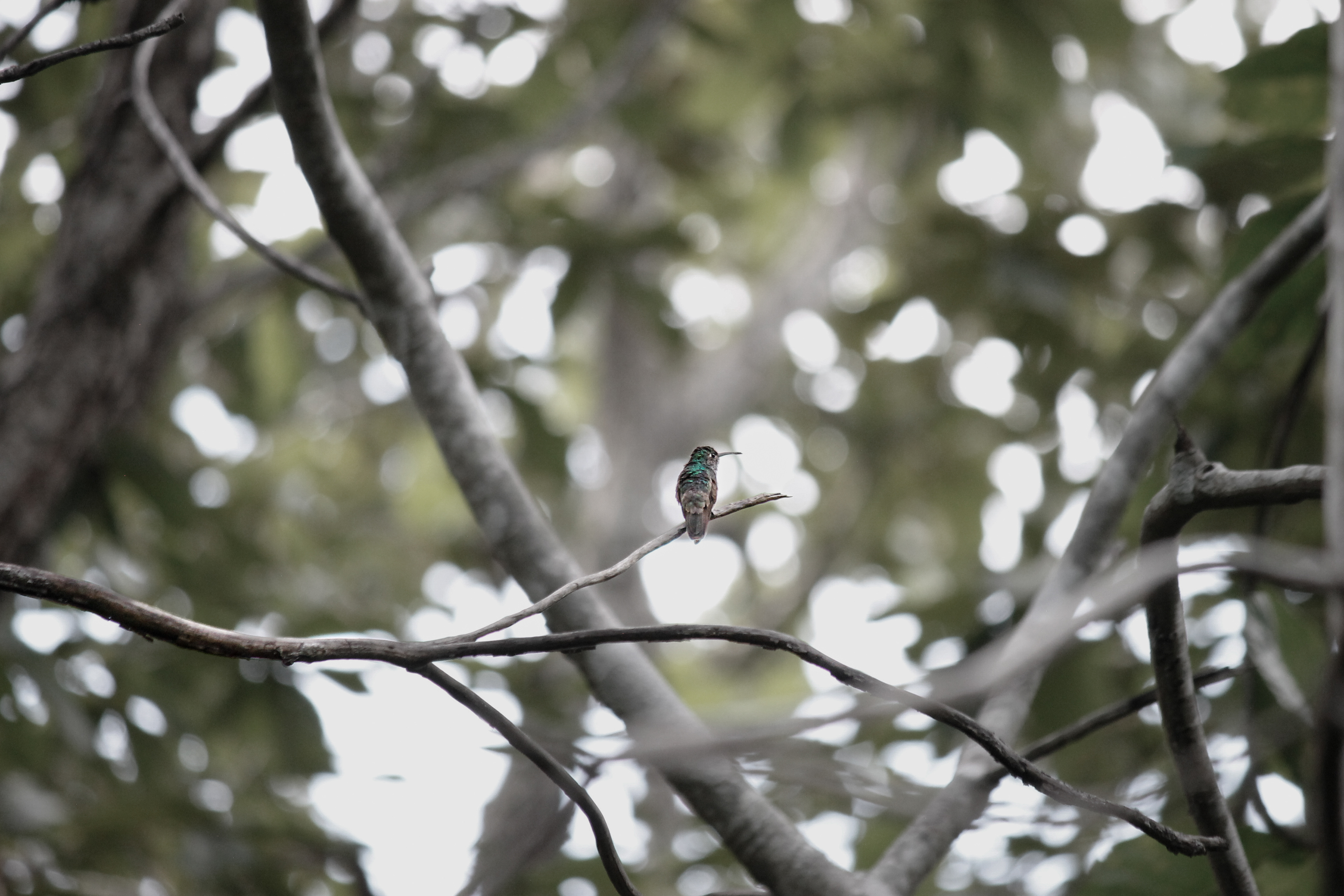 HONDURAN EMERALD