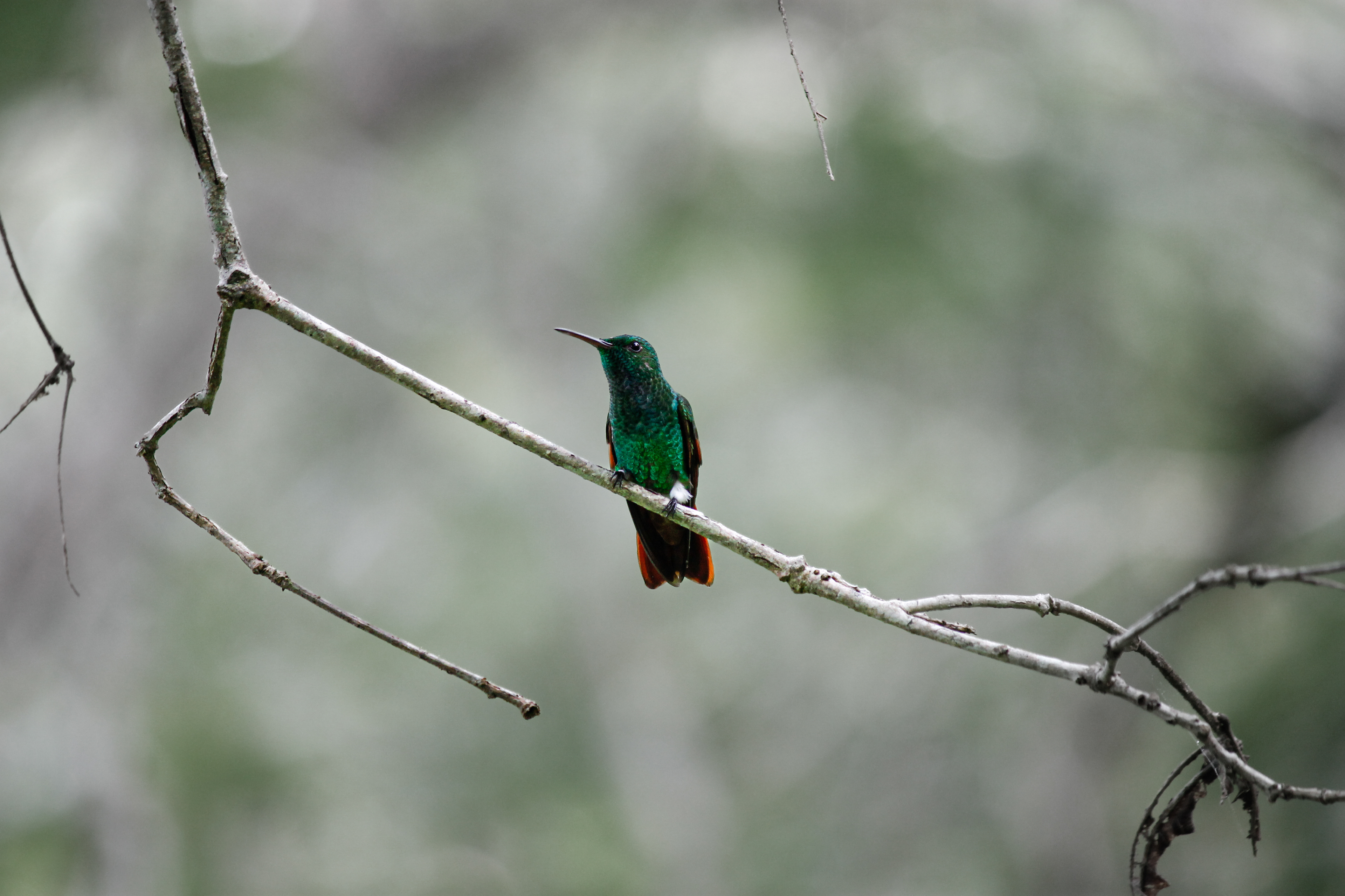 MALE BERRYLLINE HUMMINGBIRD