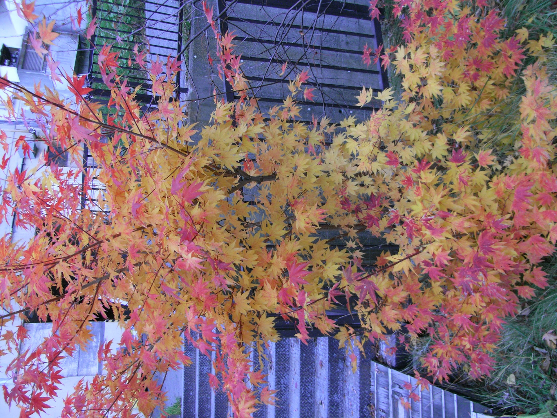 Exif_JPEG_PICTURE