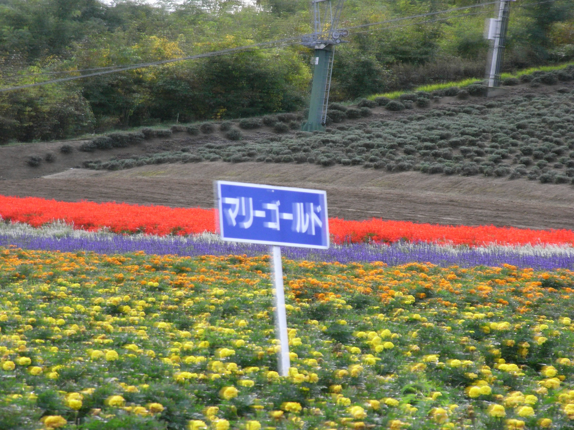 Exif_JPEG_PICTURE