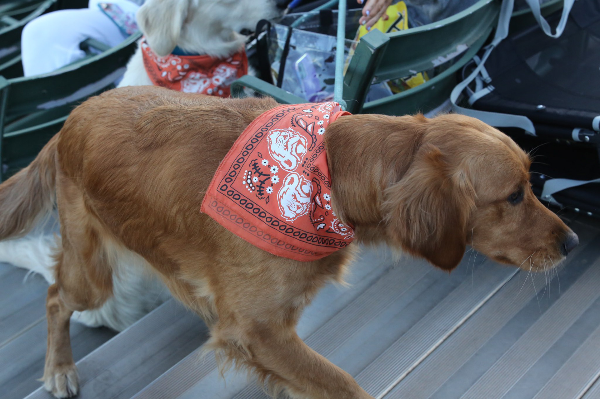SHSU Bandana Model 1